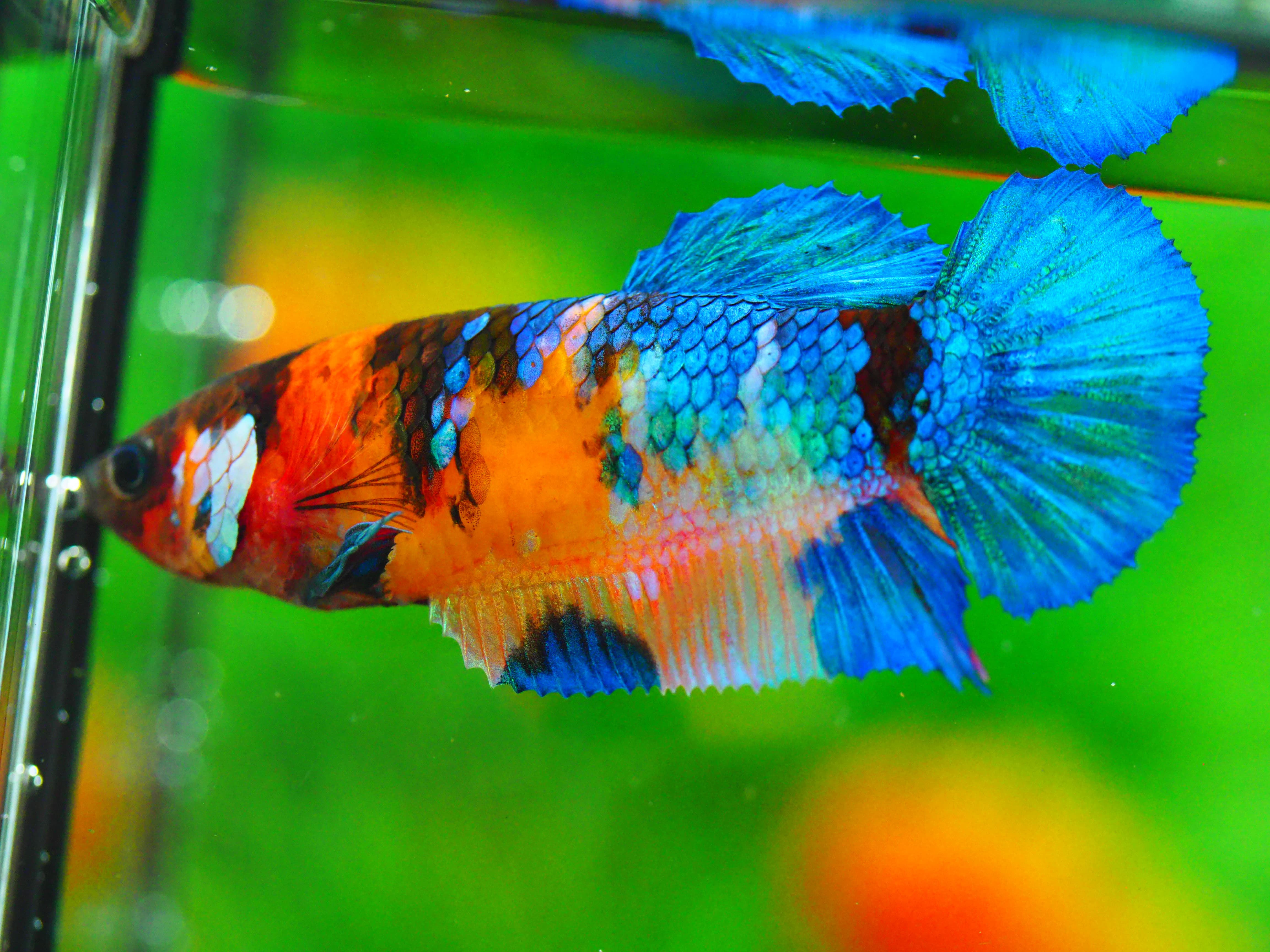 HMPK NEMO GALAXY FNMALE GRADE A +++