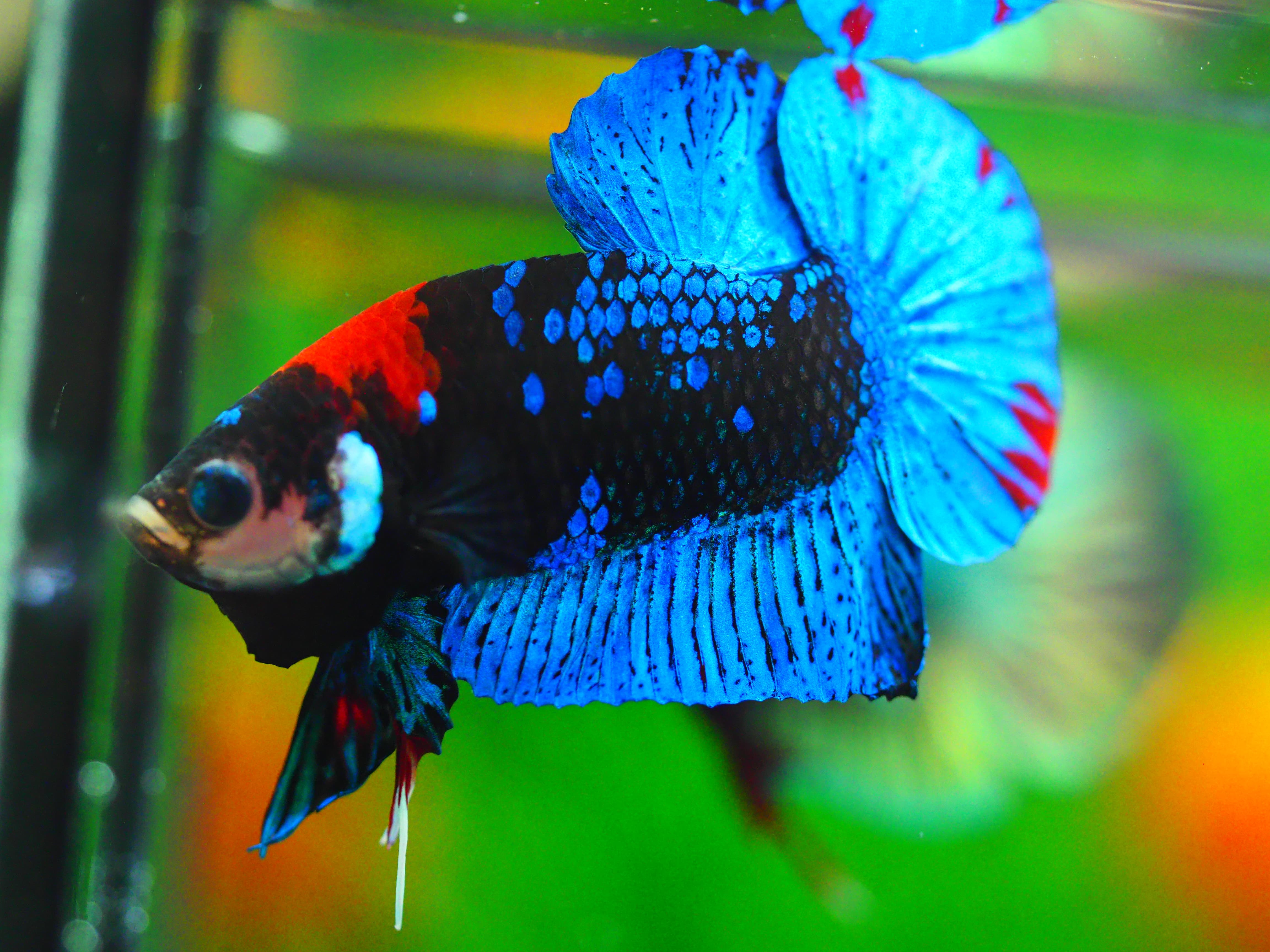 HMPK KOI GALAXY MALE GRADE A +++