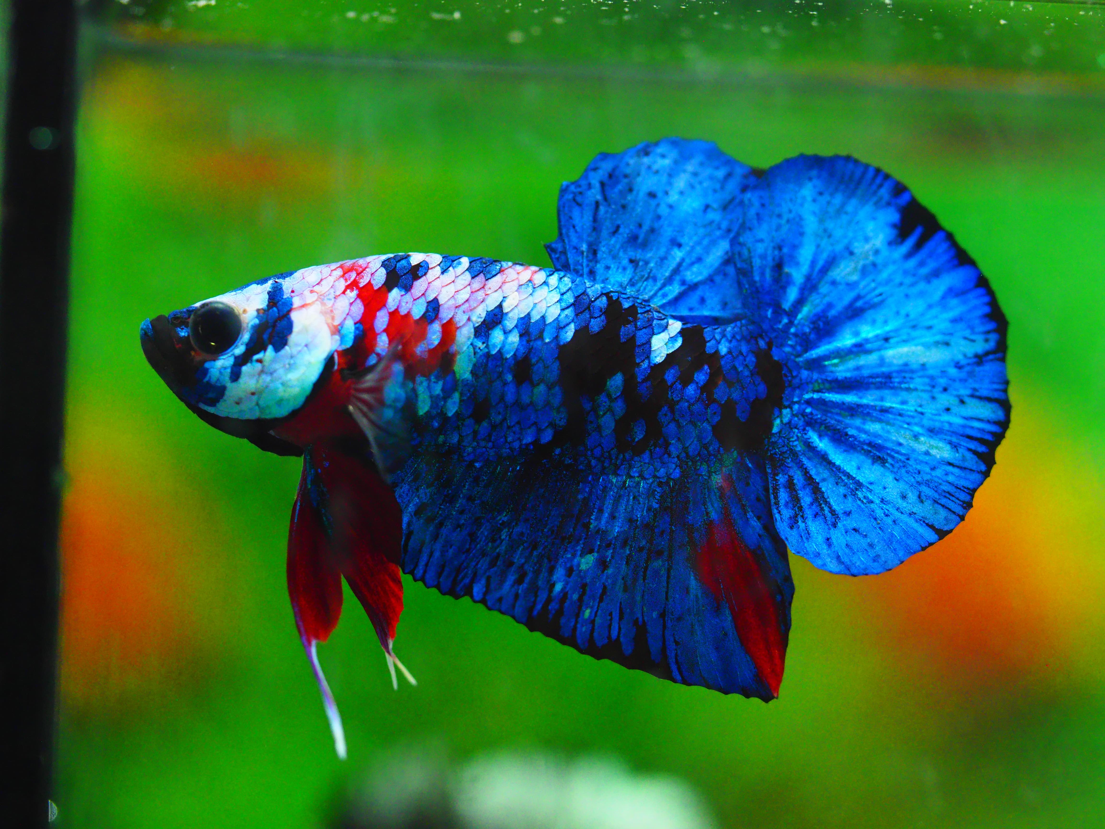 HMPK KOI GALAXY MALE GRADE A +++