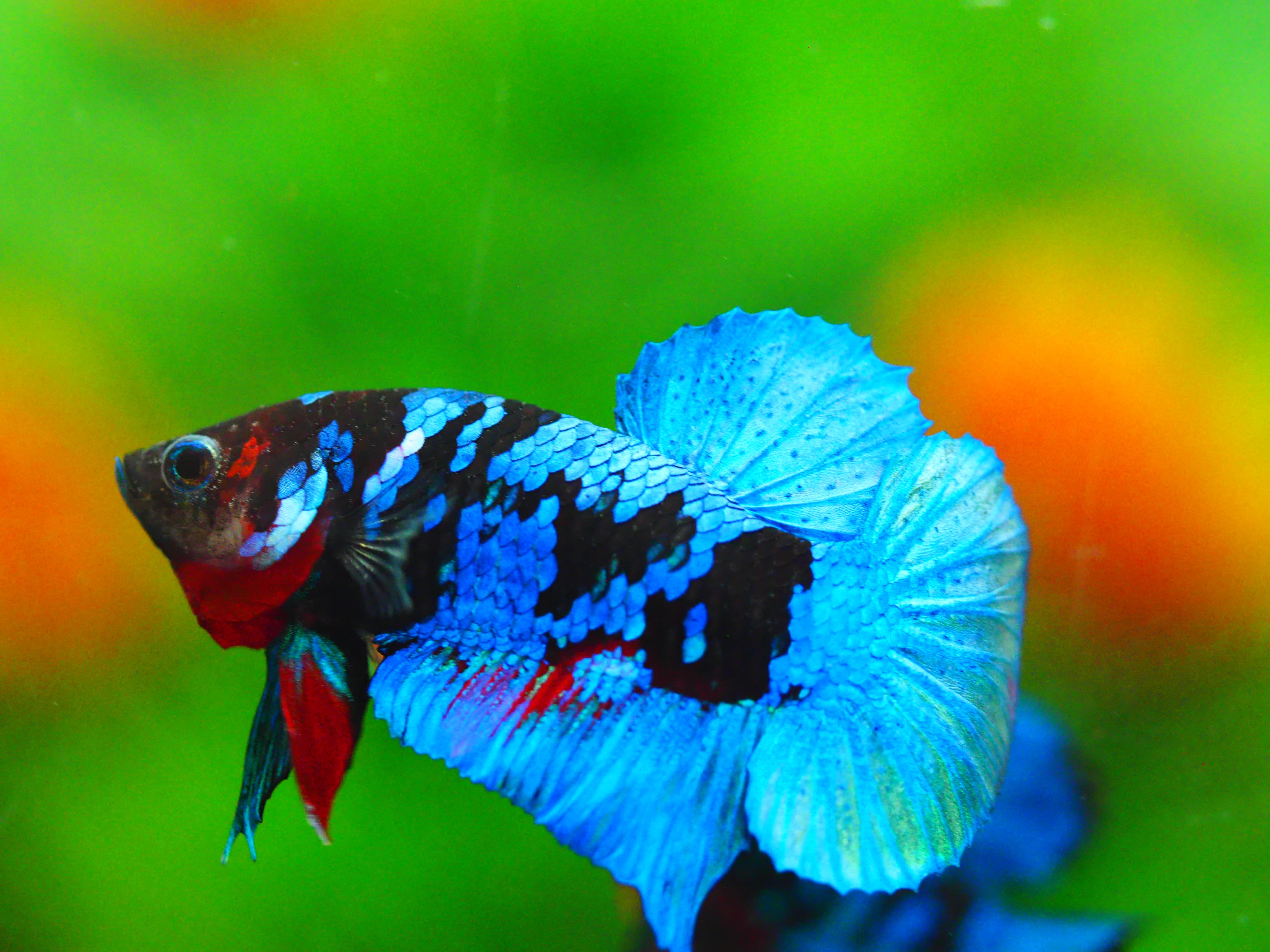 HMPK KOI GALAXY MALE GRADE A +++