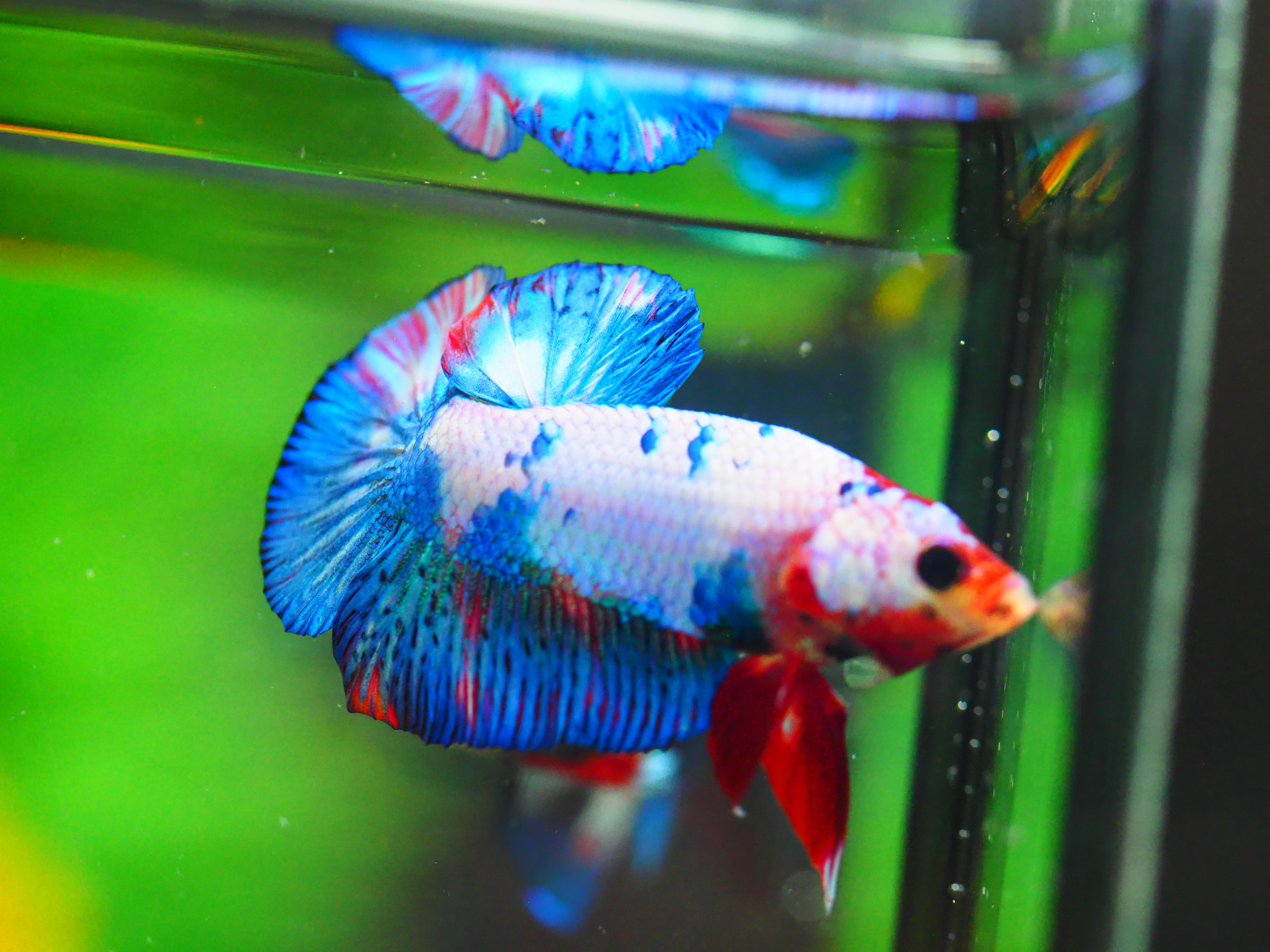 HMPK KOI FANCY MALE GRADE A +++