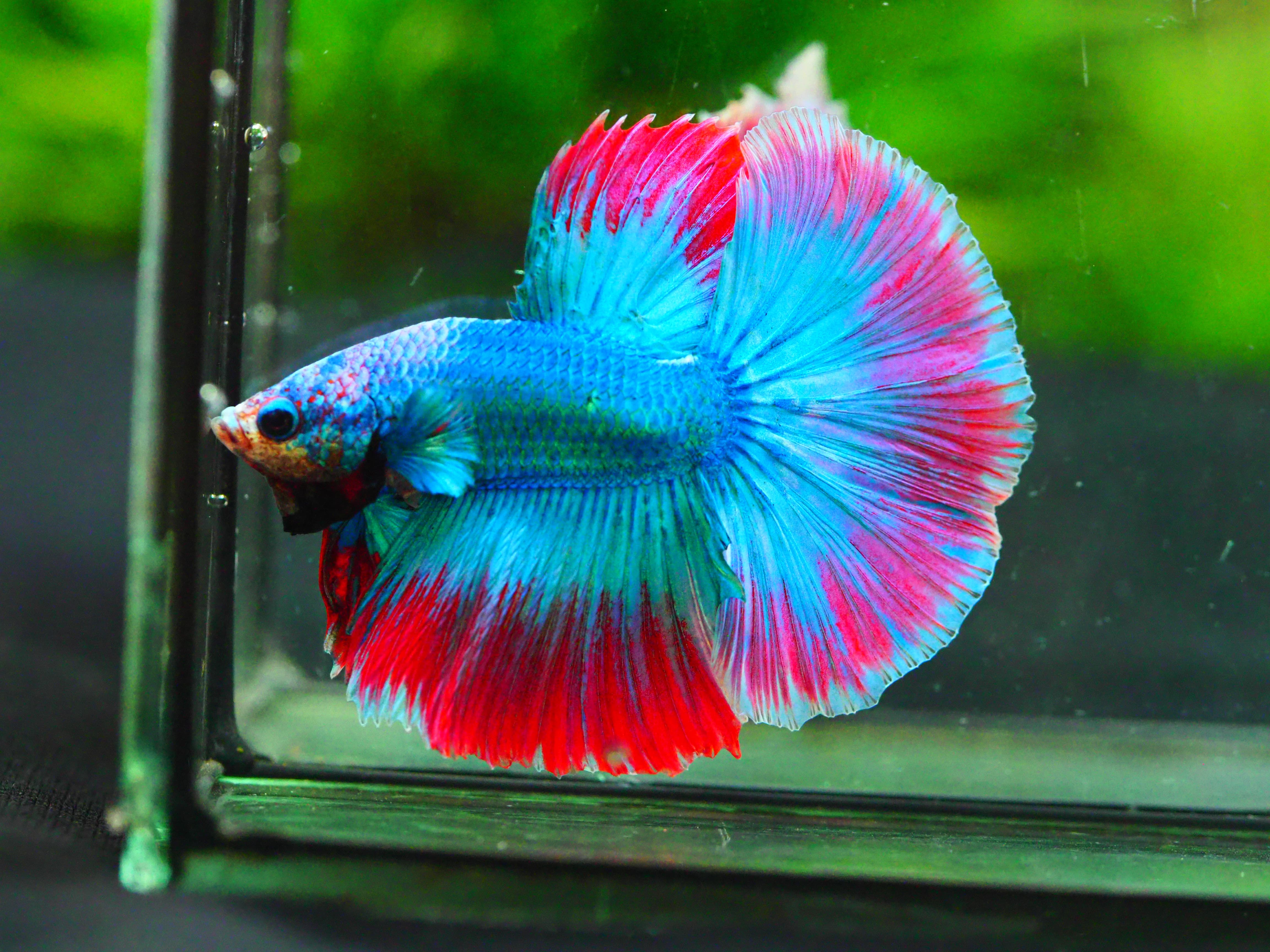 HM FANCY MALE GRADE A +++