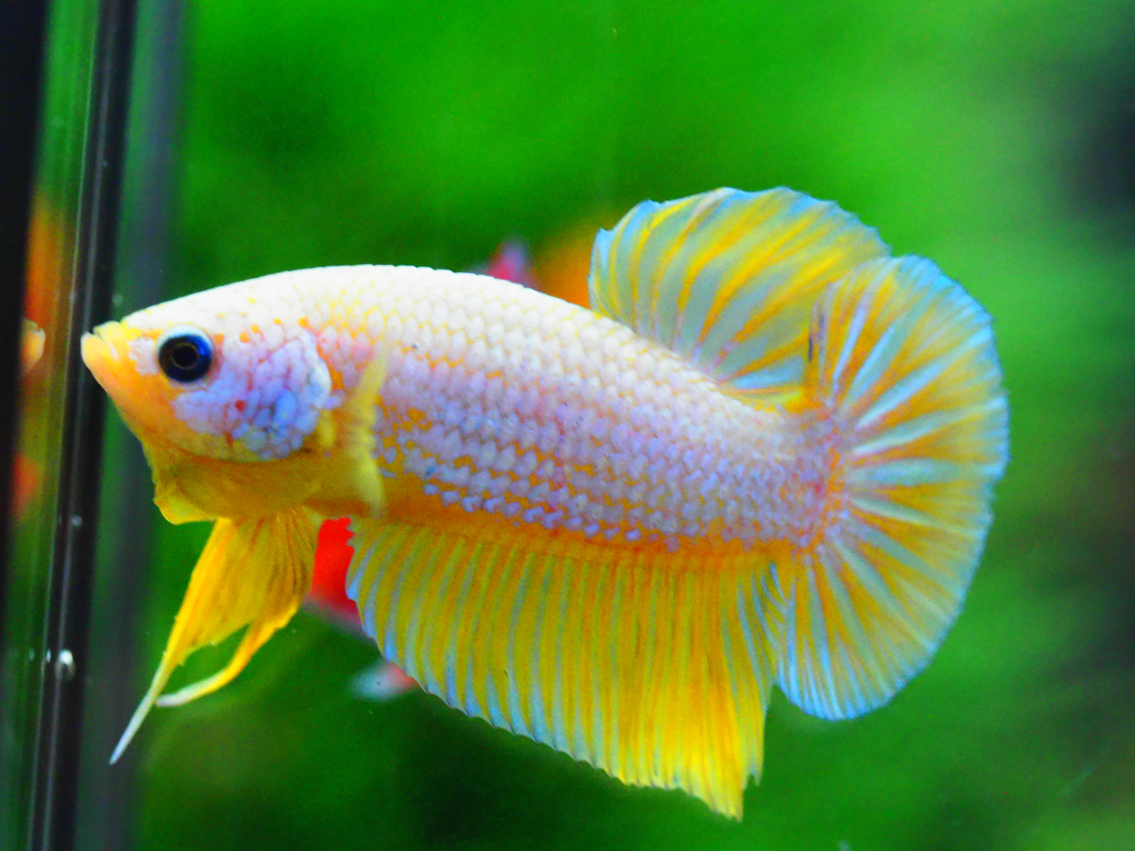 HMPK FANCY MALE GRADE A +++