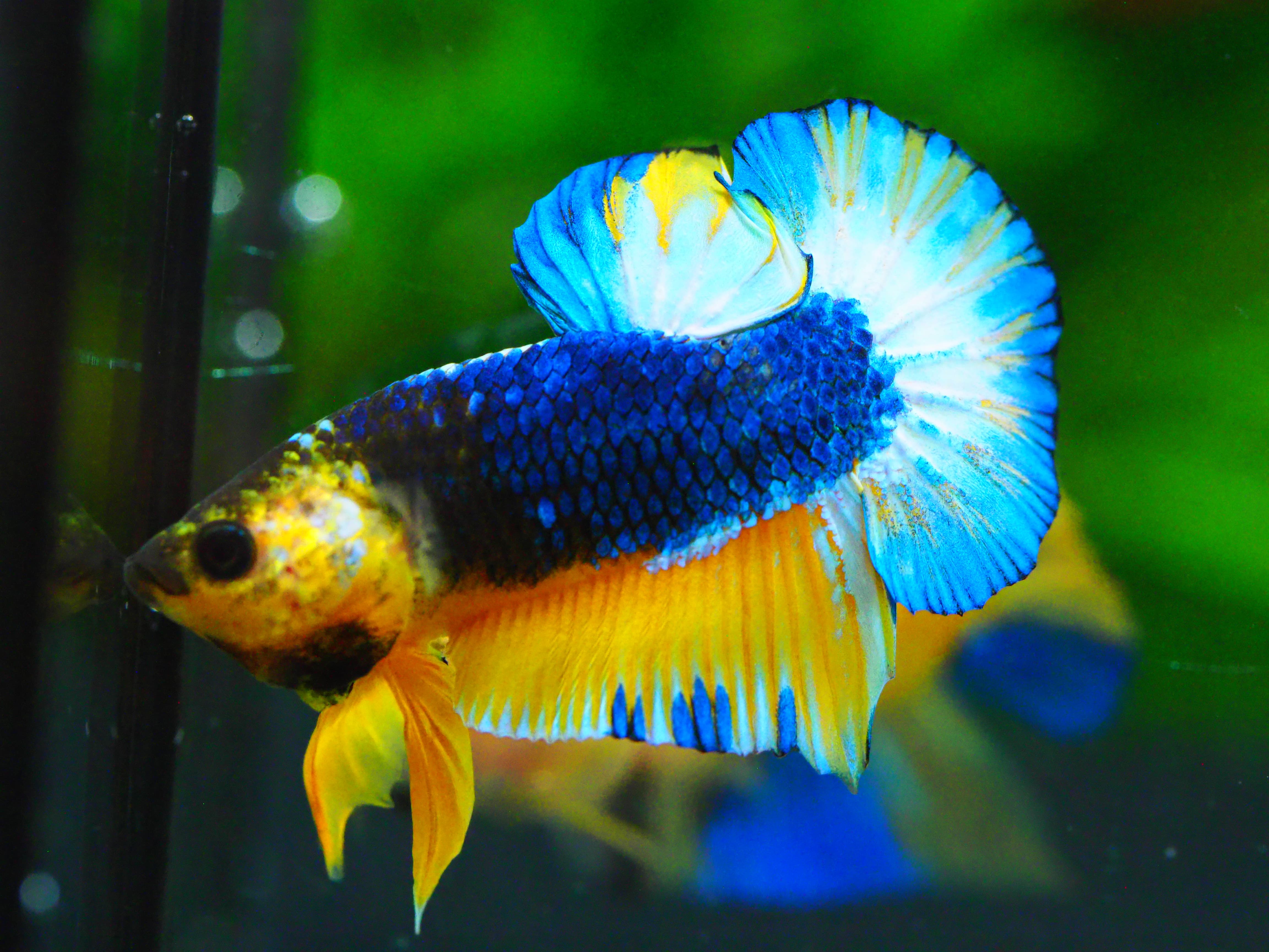 HMPK HELL YELLOW MALE GRADE A +++