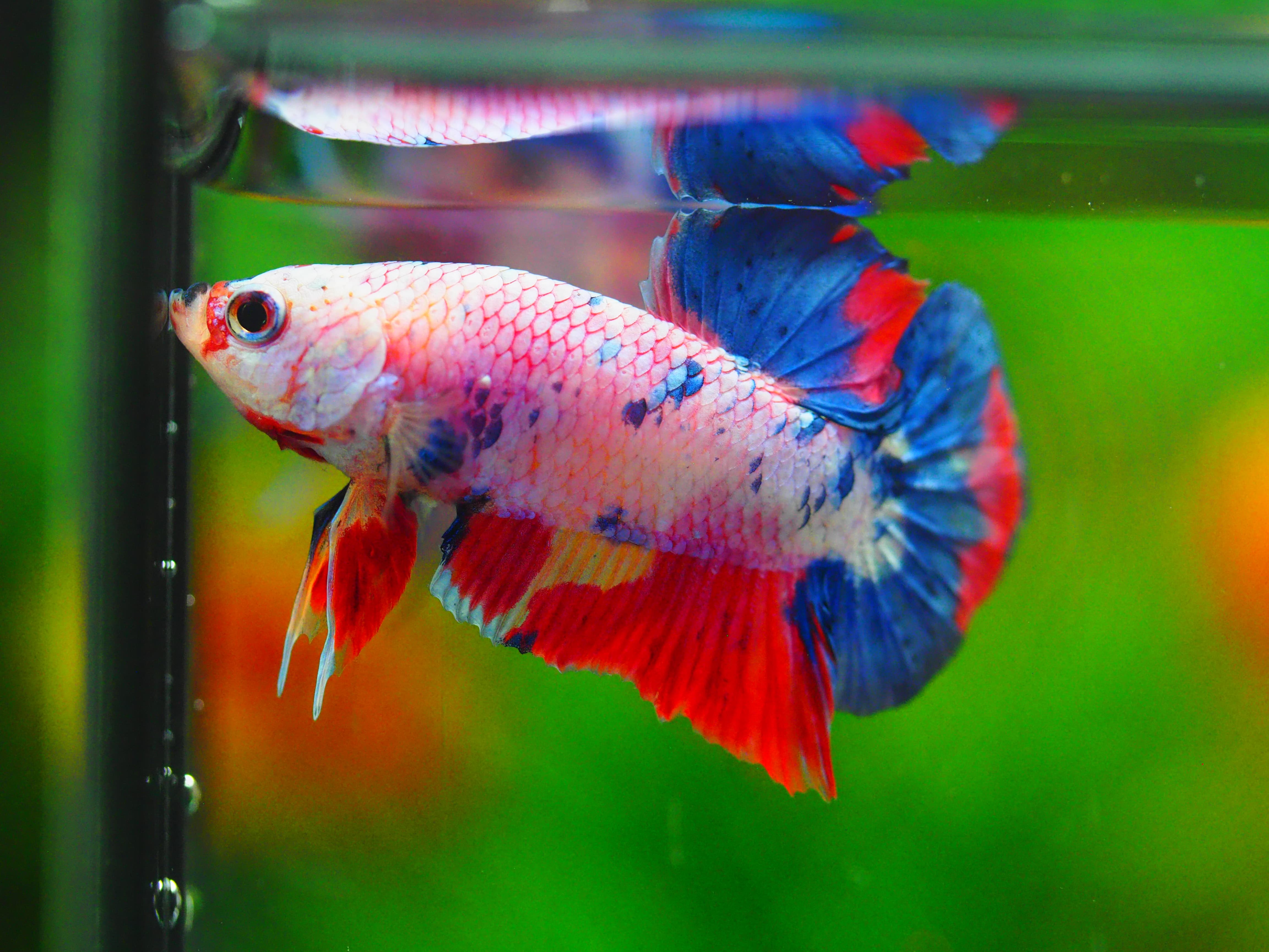 HMPK CANDY MALE GRADE A++