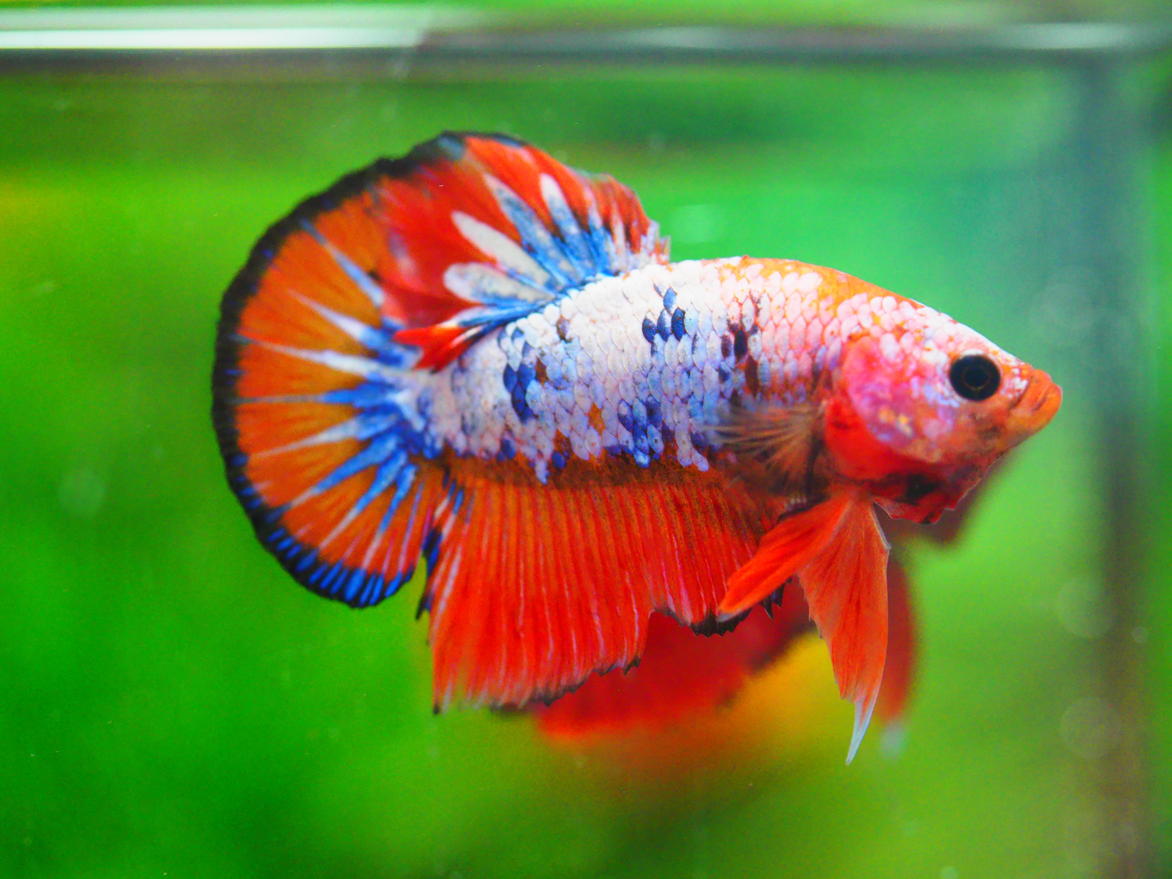 HMPK FANCY MALE GRADE A +++