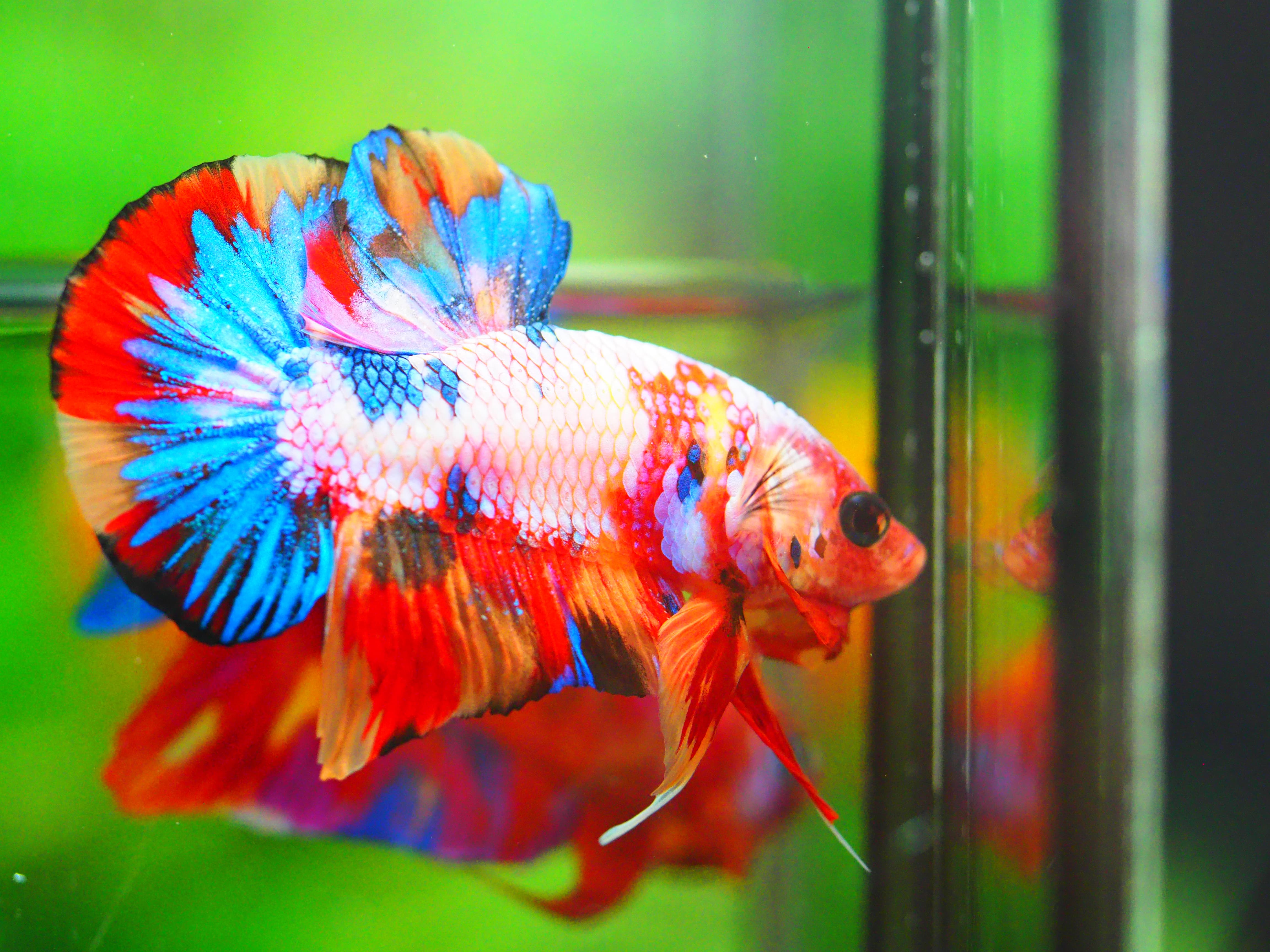 HMPK CANDY MALE GRADE A +++