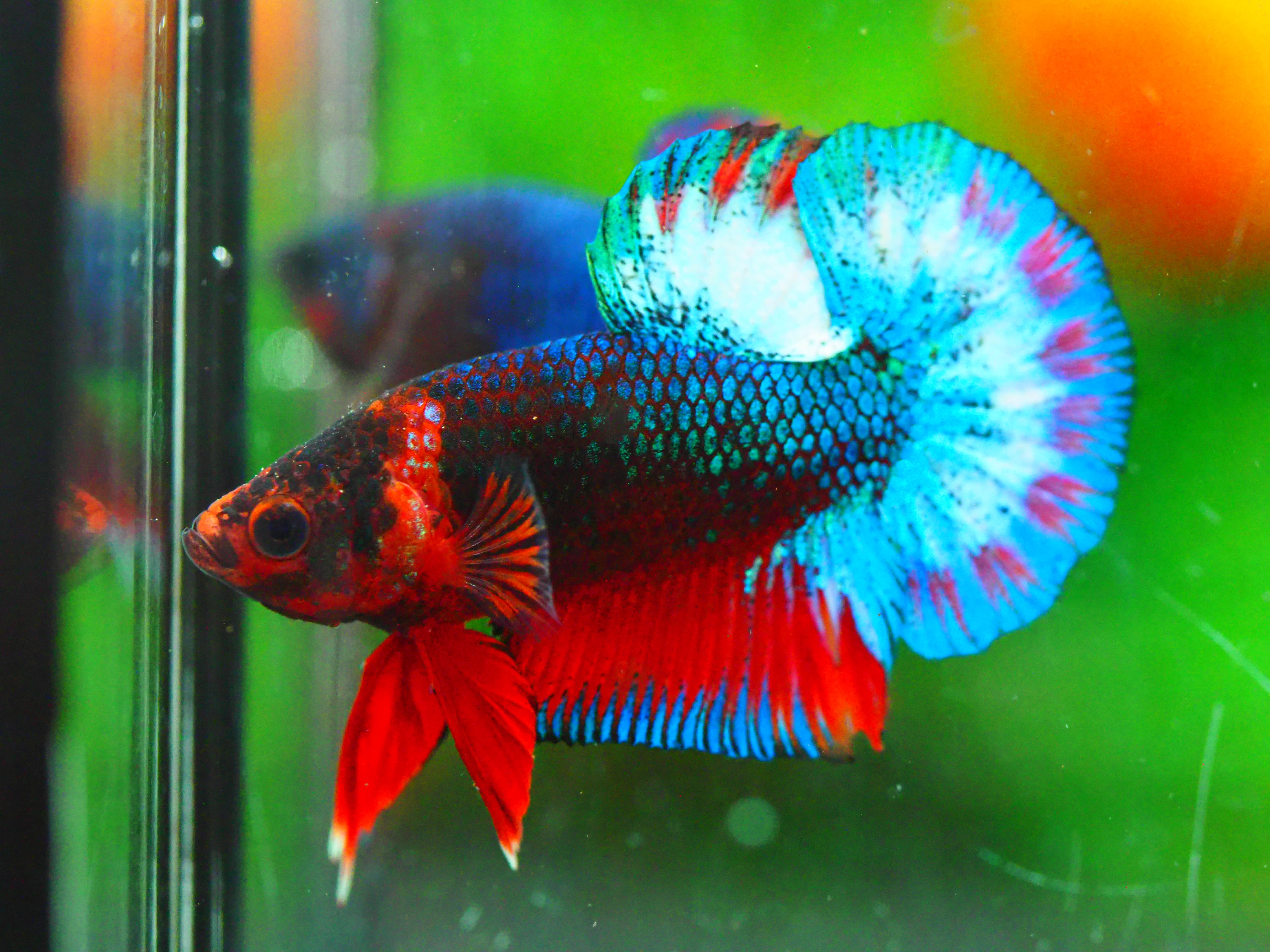 HMPK FANCY MALE GRADE A +++