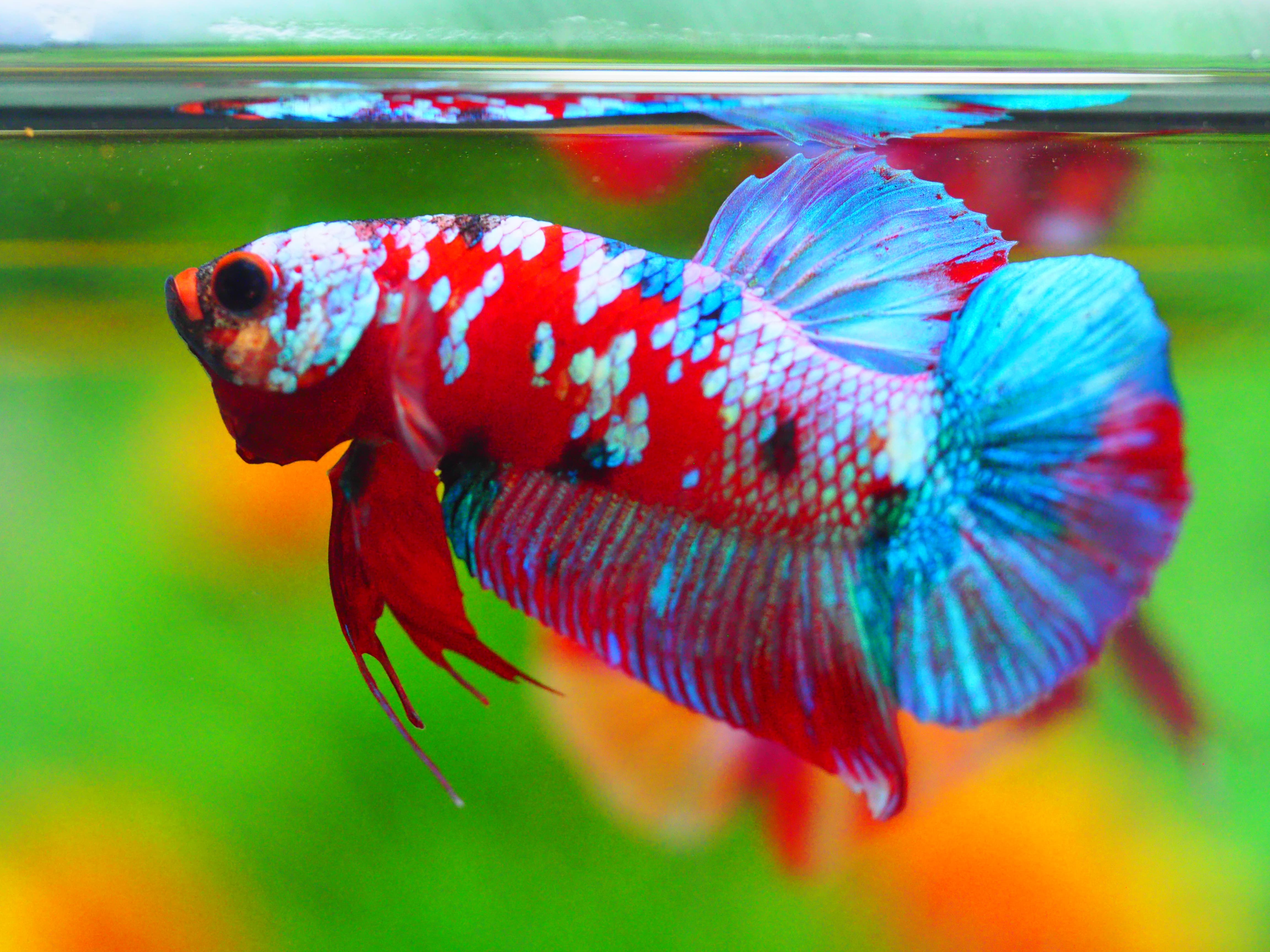 HMPK KOI GALAXY MALE GRADE A +++