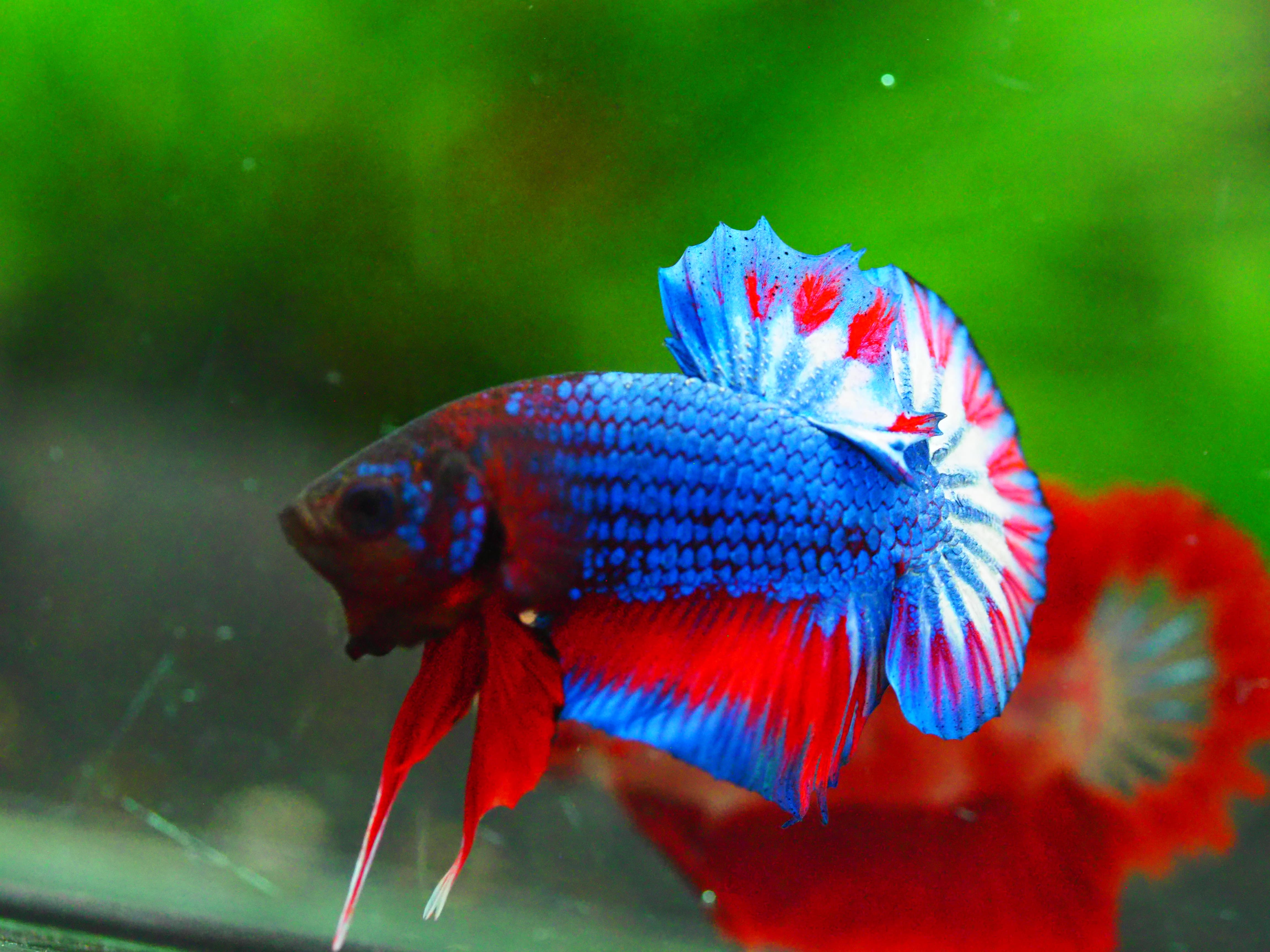 HMPK THAILAND MALE GRADE A +++