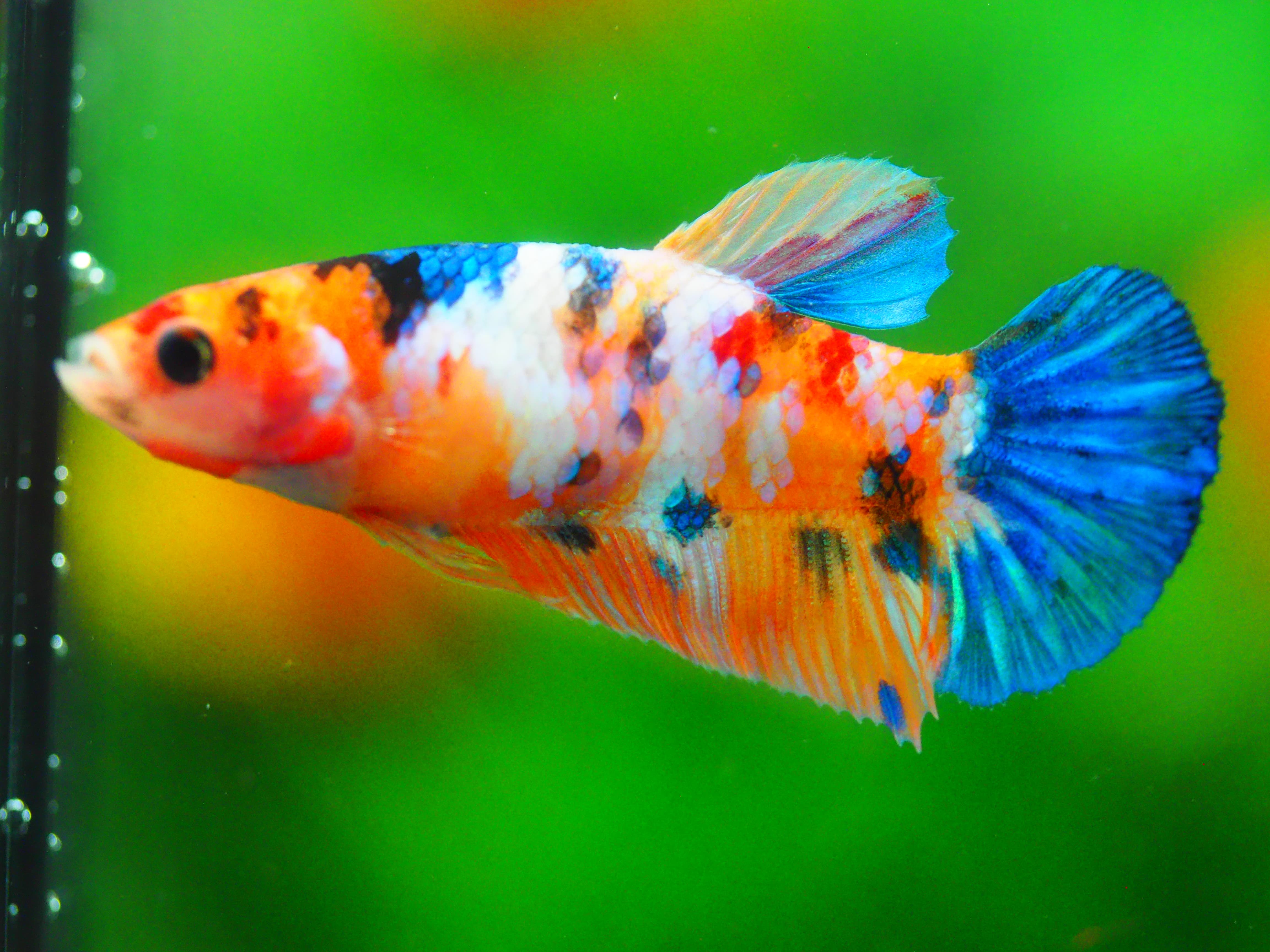 HMP KOI GALAXY FN MALE GRADE A +++