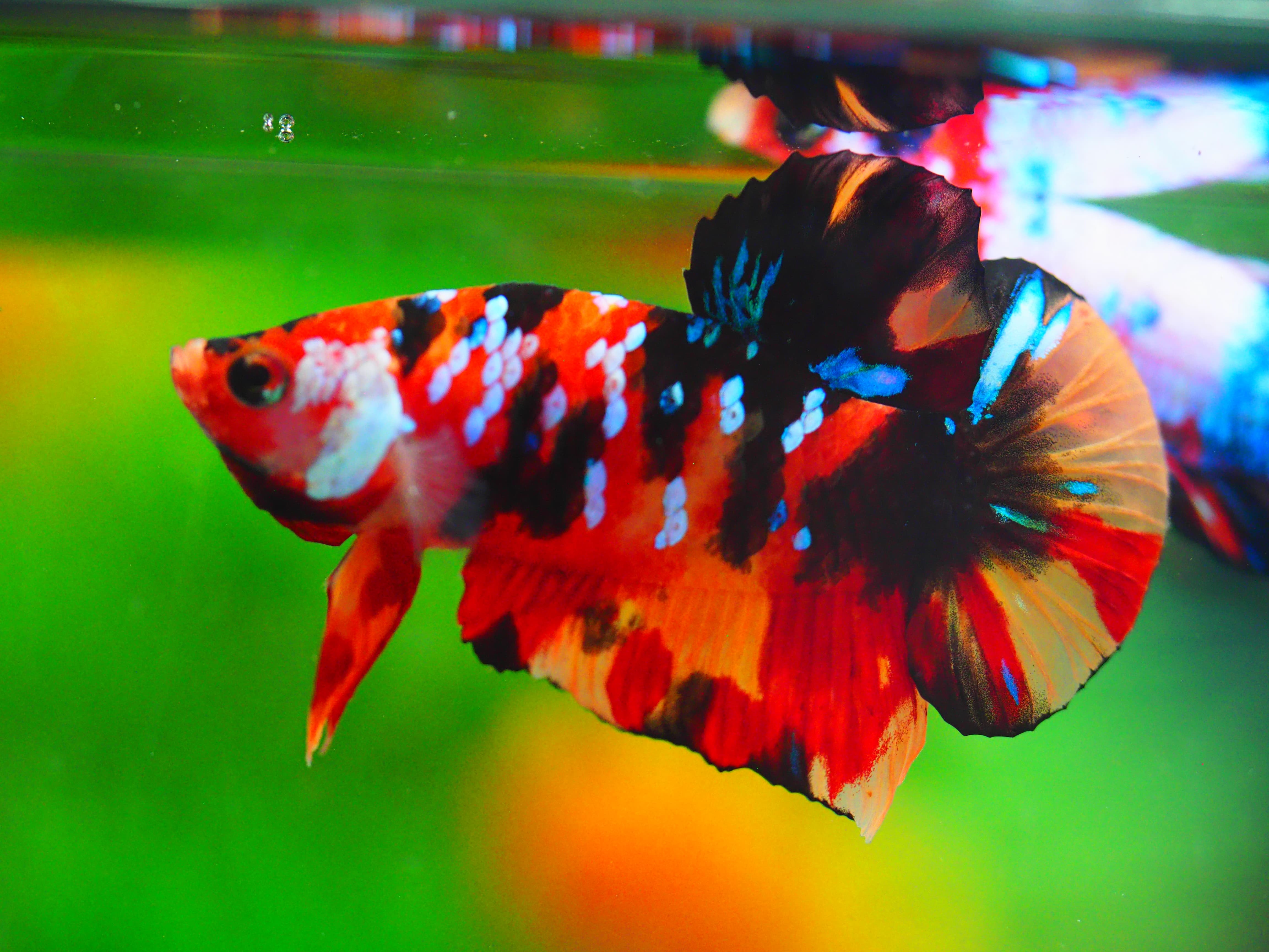 HMPK NEMO GALAXY MALE GRADE A++