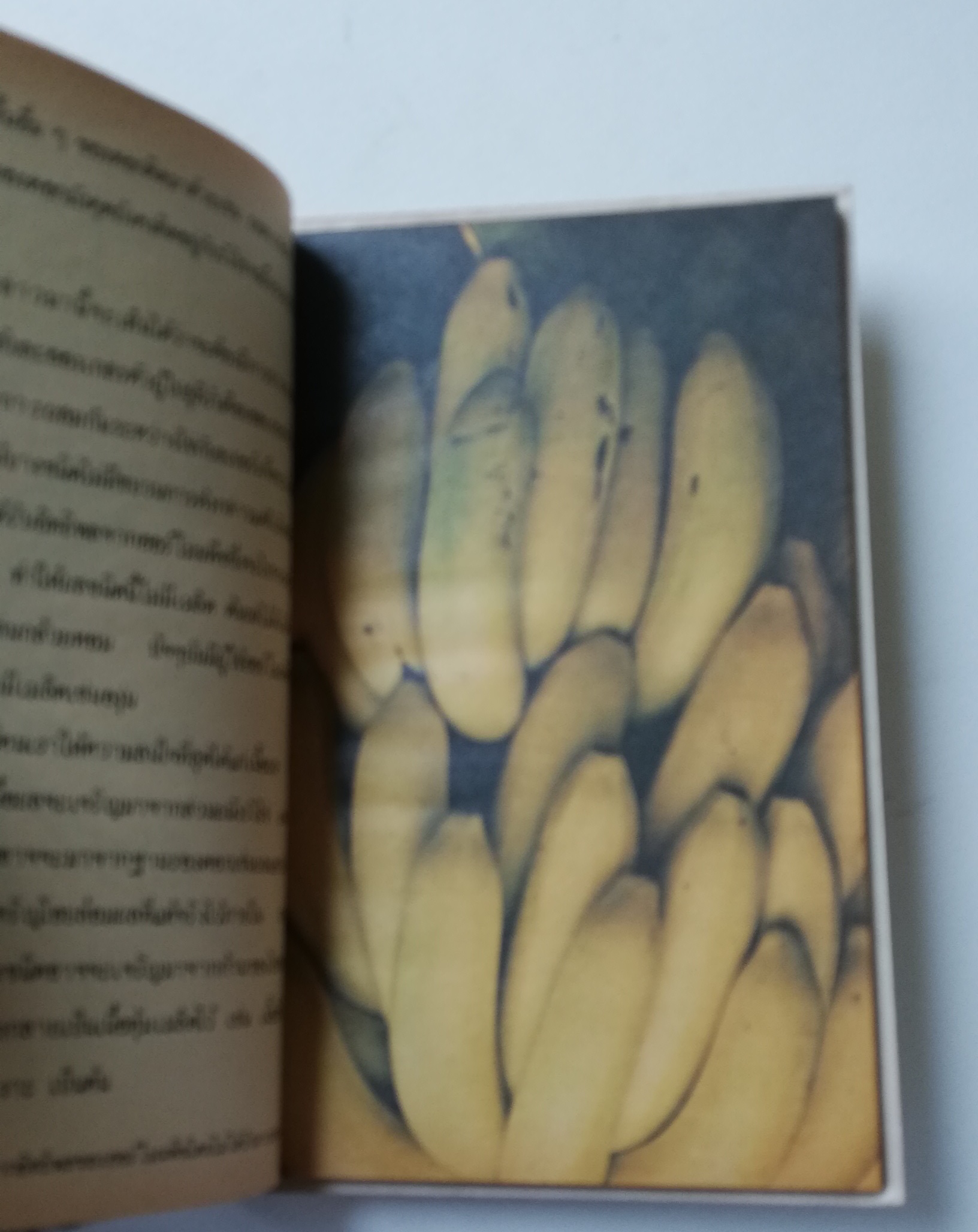 มีหลายภาพ, หนังสือชุดความรู้ไทยขององค์การค้าคุรุสภา "ผลไม้เมืองไทย" โดย ทวีศักดิ์ บุญเกิด พิมพ์ครั้งที่ 2 ปี 2527