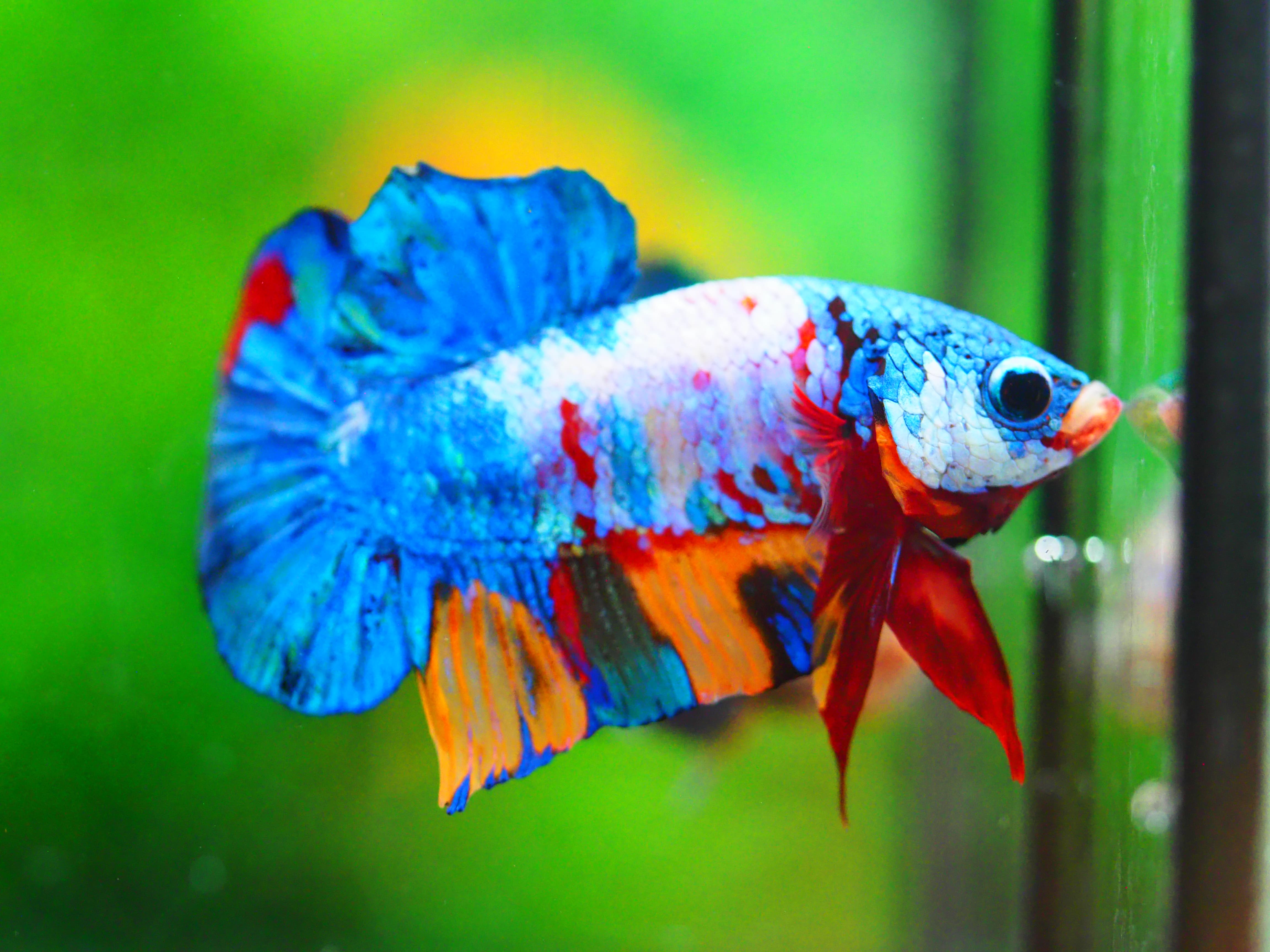 HMPK KOI GALAXY MALE GRADE A +++