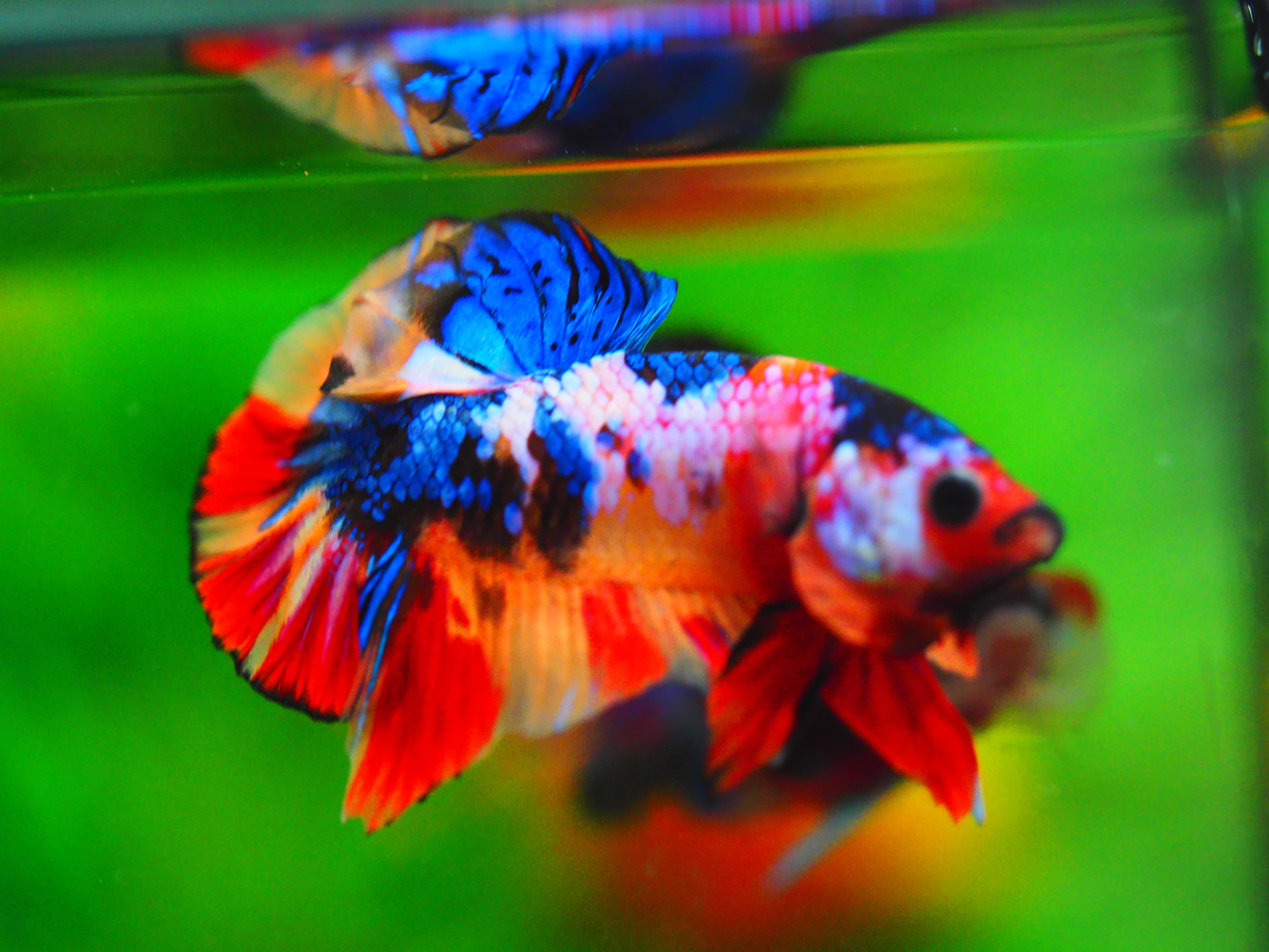 HMPK NEMO GALAXY MALE GRADE A++