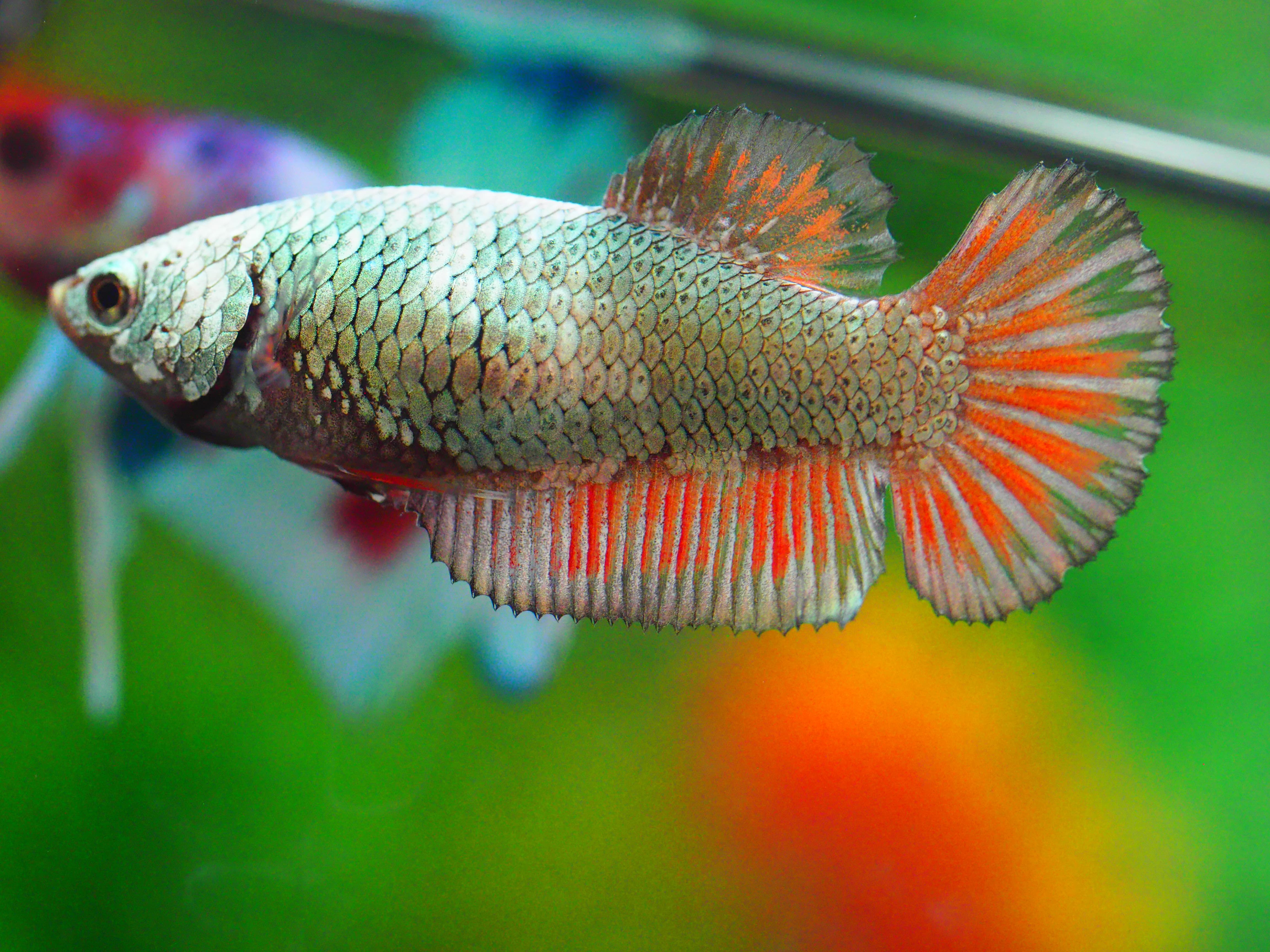 HMPK COPPER FNMALE GRADE A +++