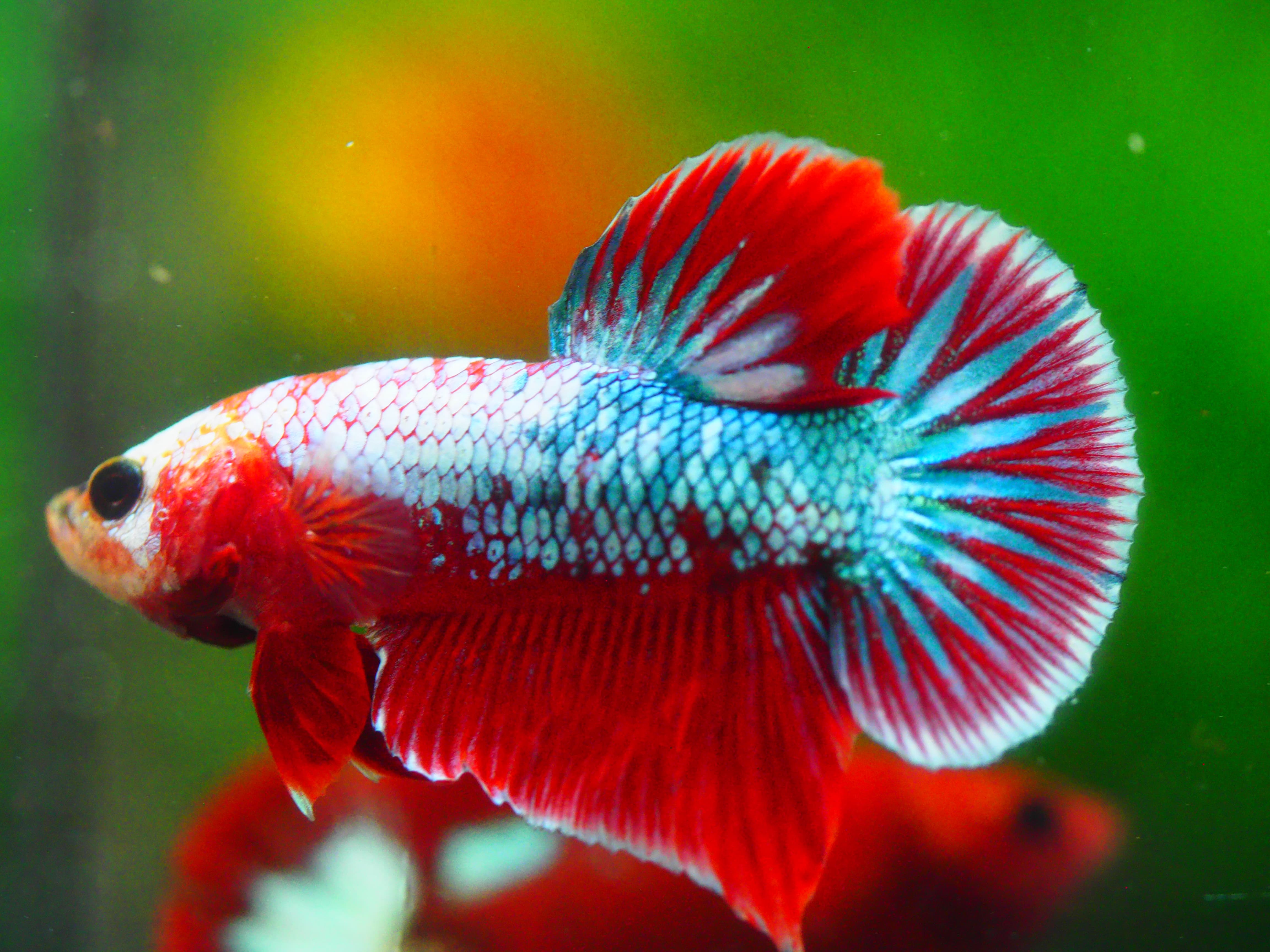 HMPK FANCY MALE GRADE A +++