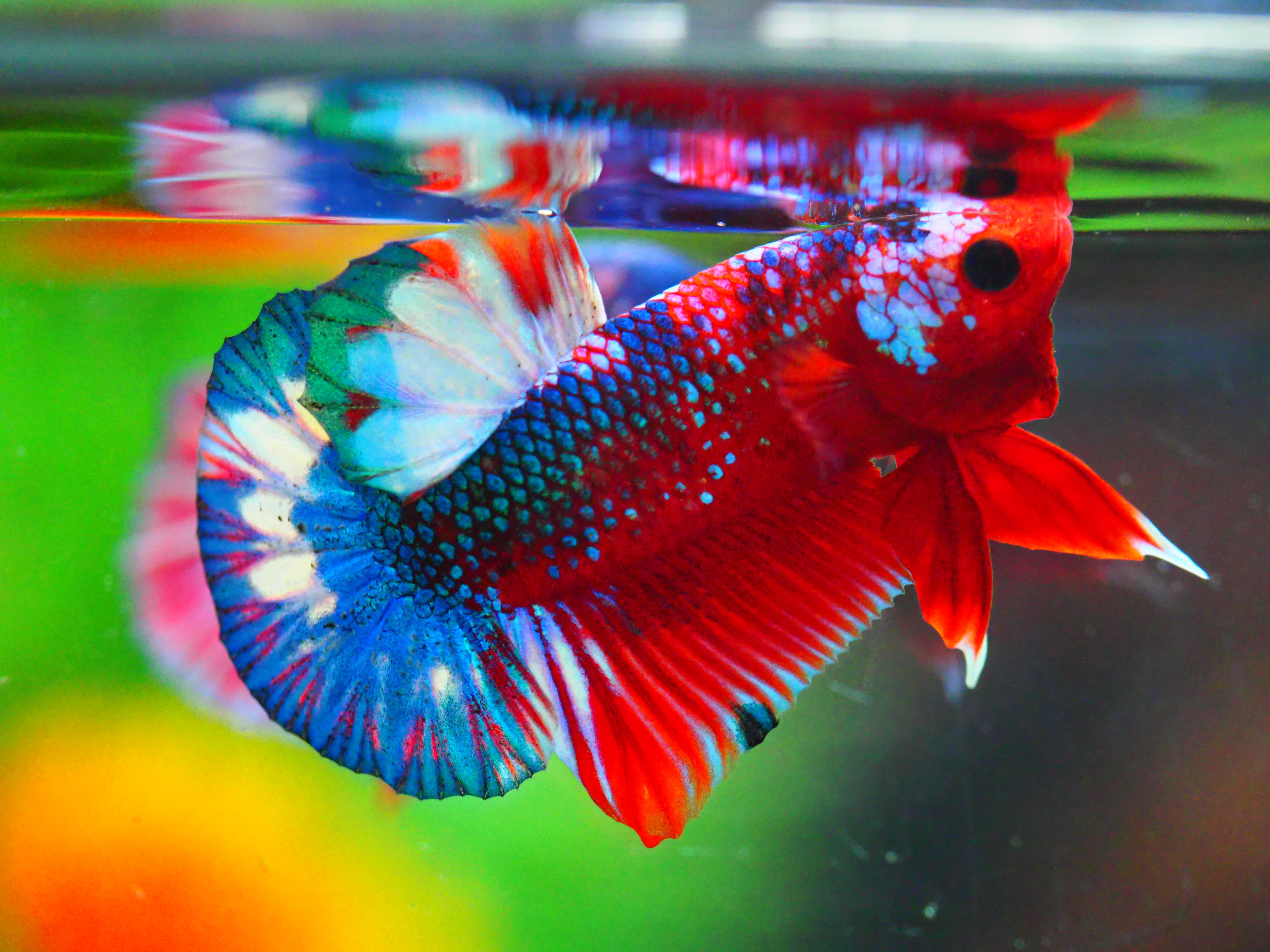 HMPK FANCY MALE GRADE A +++