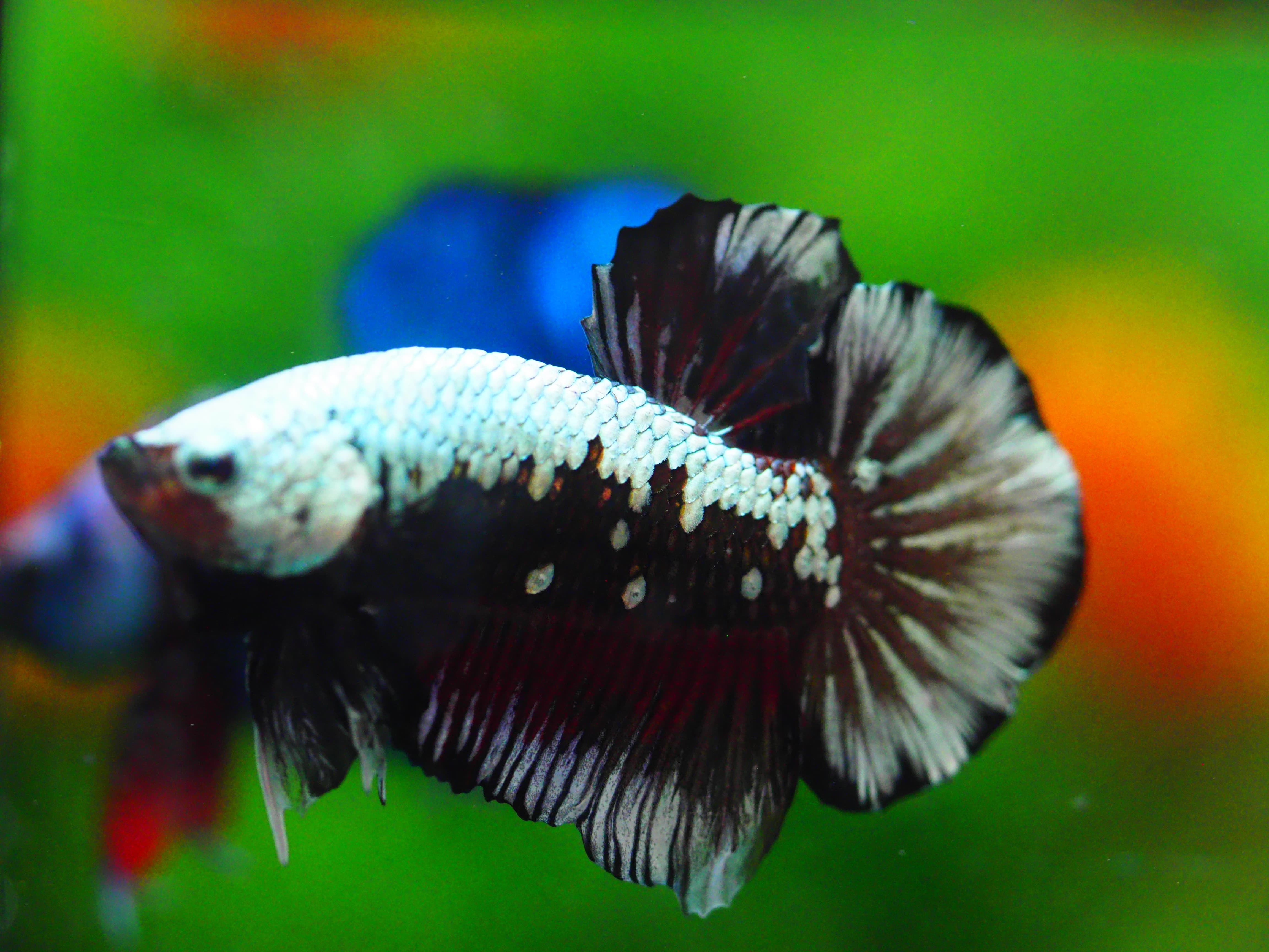 HMPK BLACK DRAGON MALE GRADE A +++