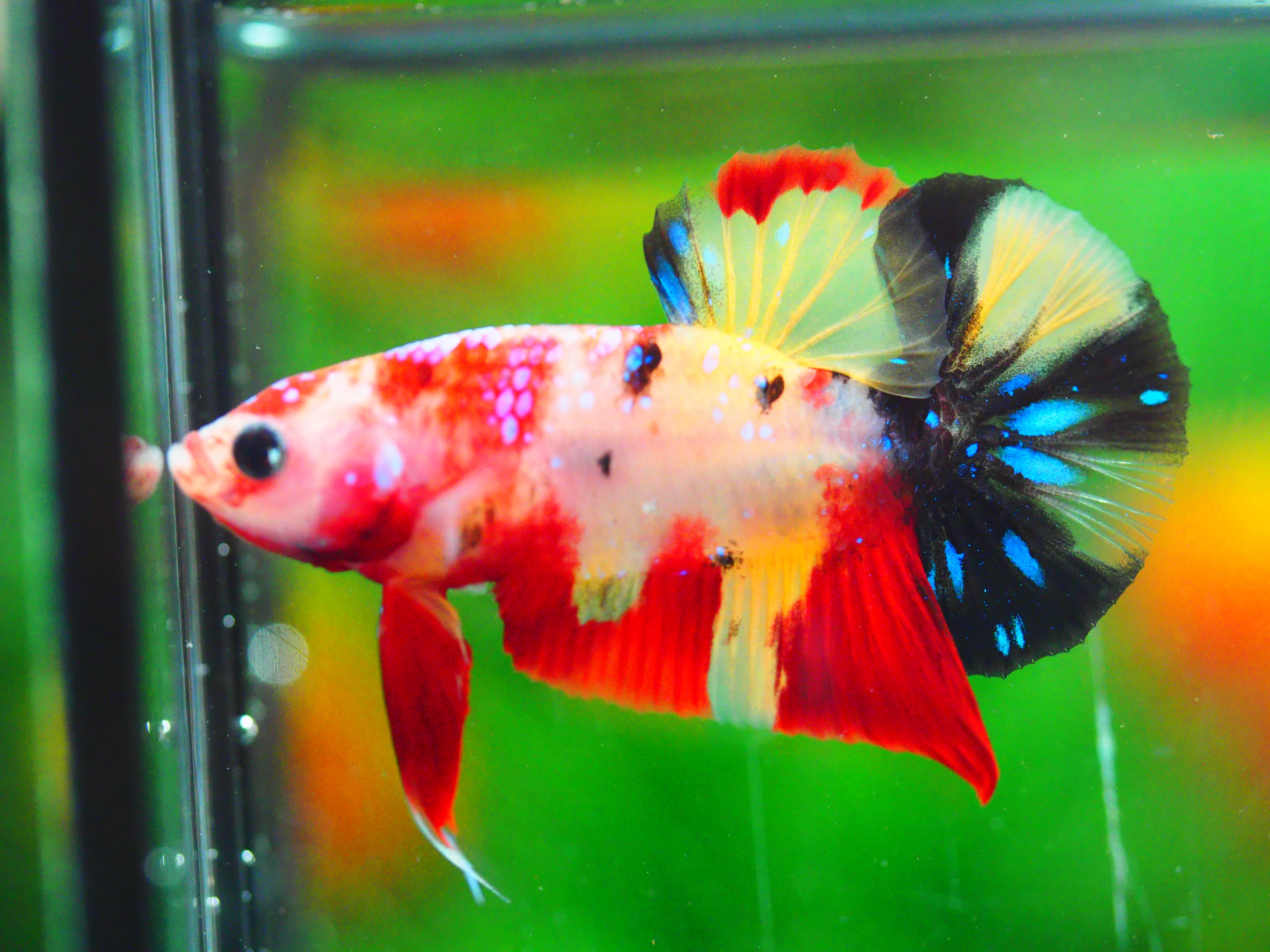 HMPK NEMO GALAXY MALE GRADE A +++