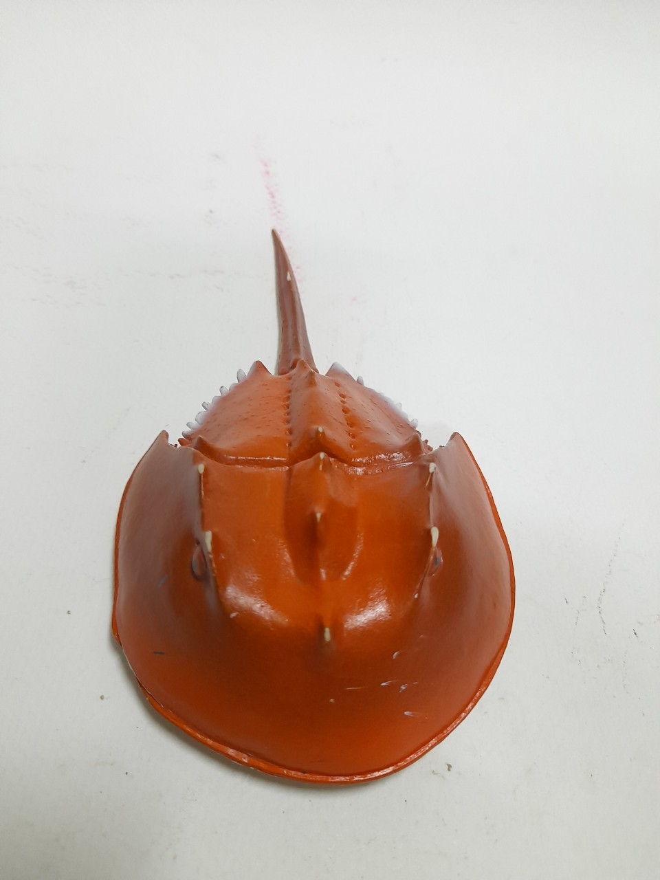 ฟิกเกอร์ ซอฟ #แมงดาทะเล ลงสีสำเร็จขนาดตามรูป มือสองสภาพดี ไม่มีตัวปั๊ม มีรอยบ้าง