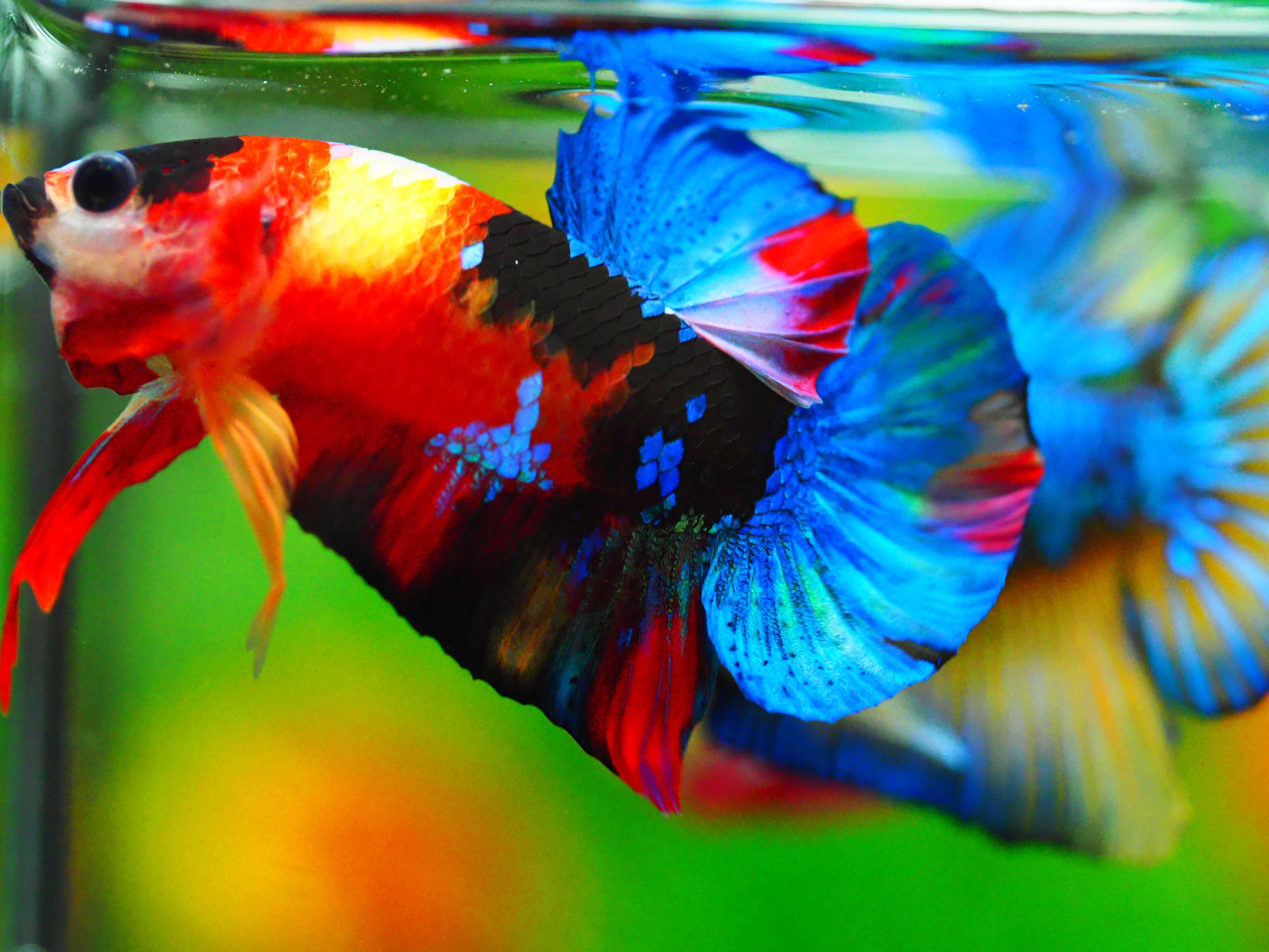 HMPK NEMO GALAXY MALE GRADE A +++