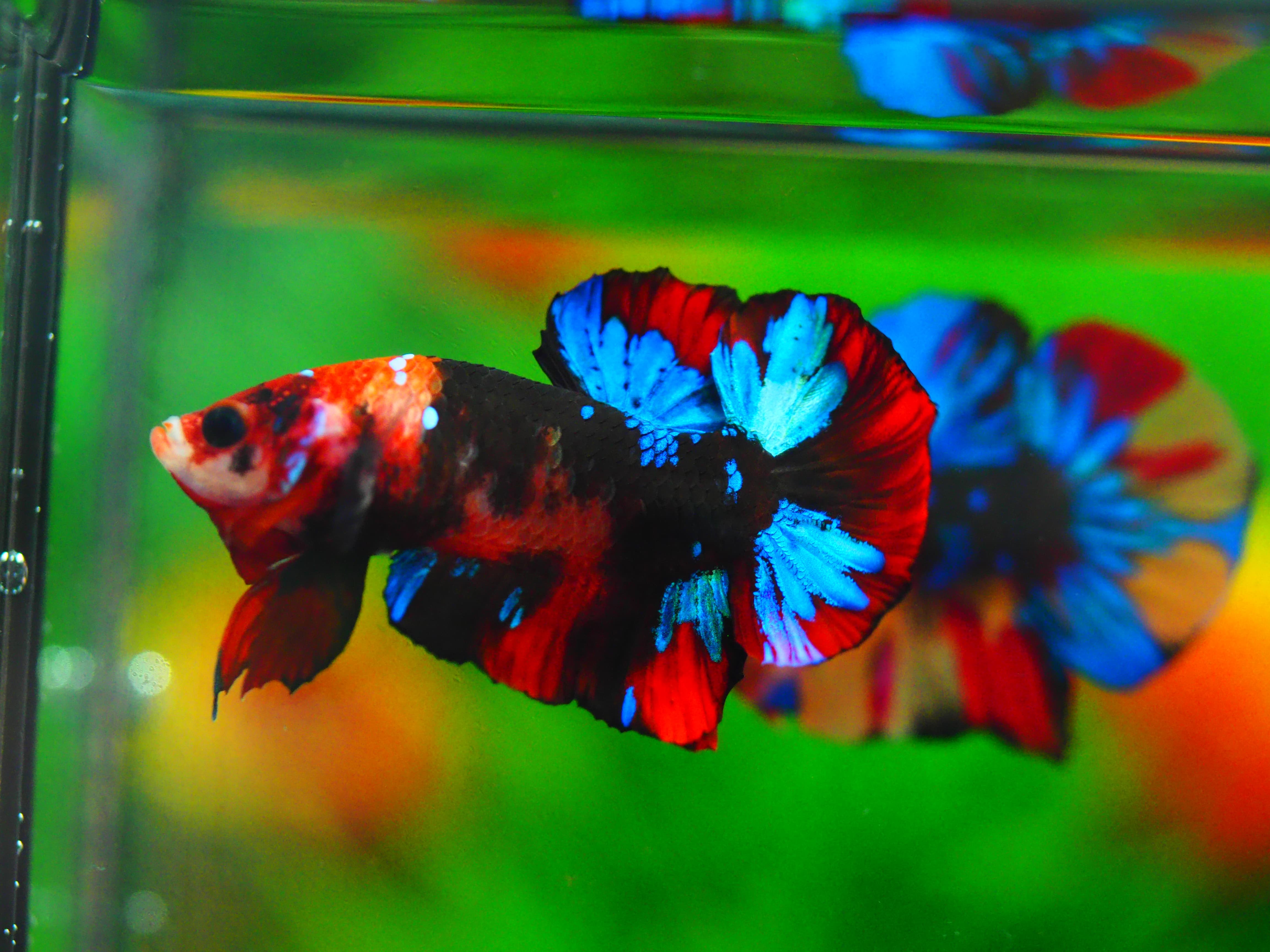HMPK KOI GALAXY MALE GRADE A++