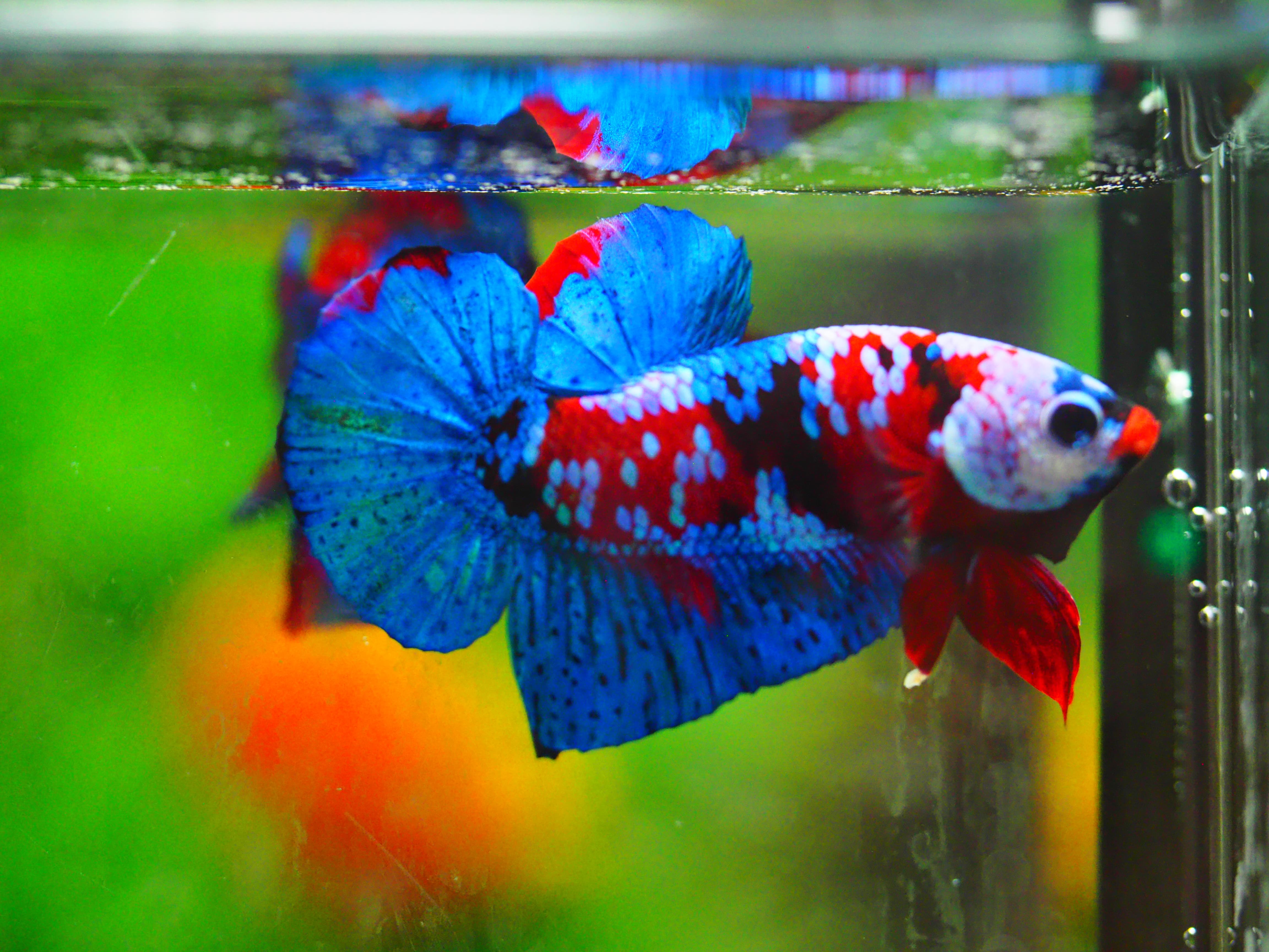 HMPK KOI GALAXY MALE GRADE A +++