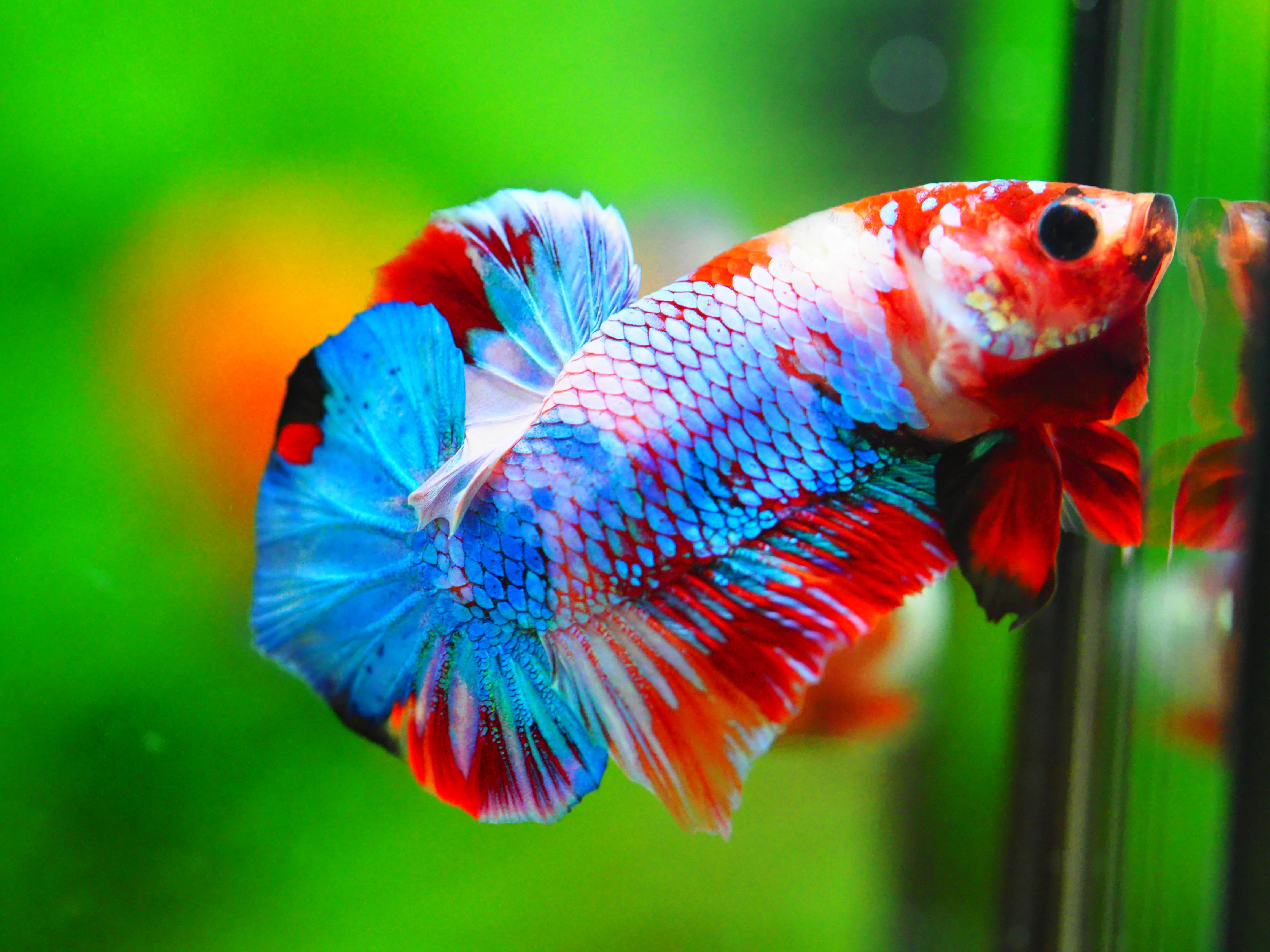 HMPK NEMO GALAXY MALE GRADE A +++