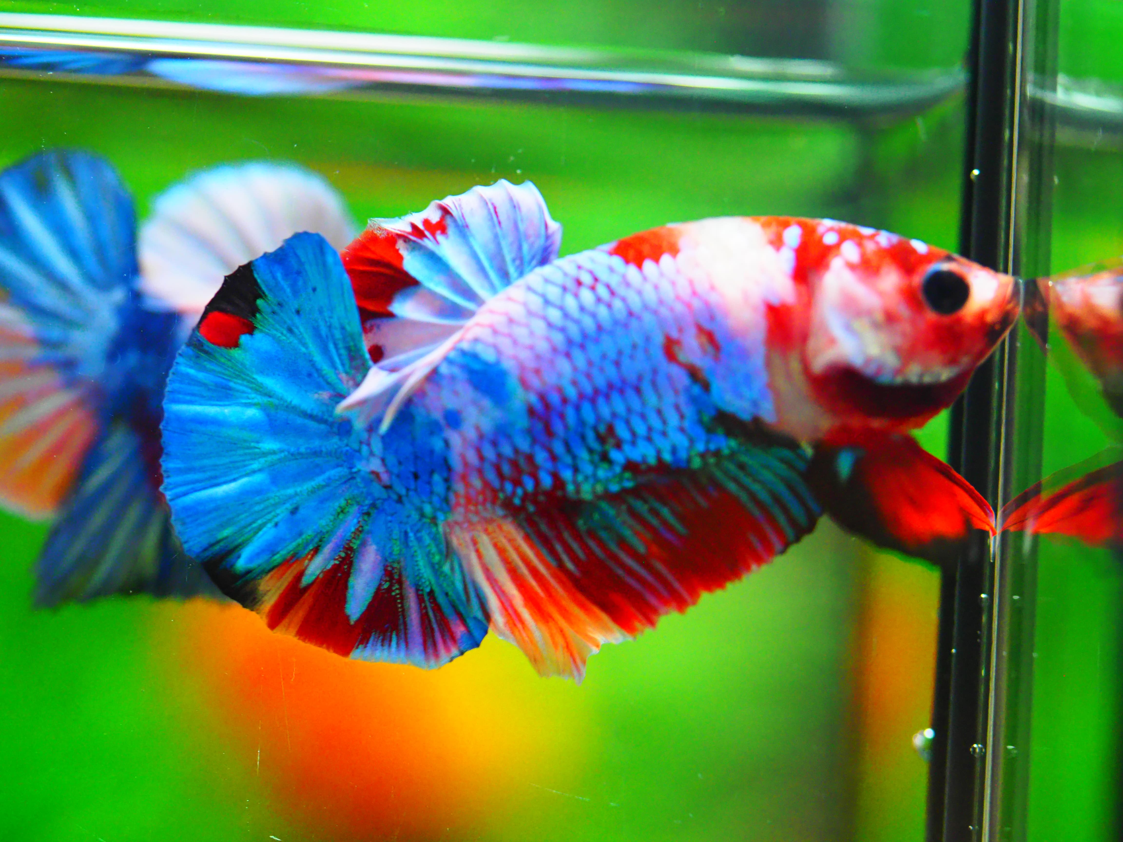 HMPK NEMO GALAXY MALE GRADE A +++