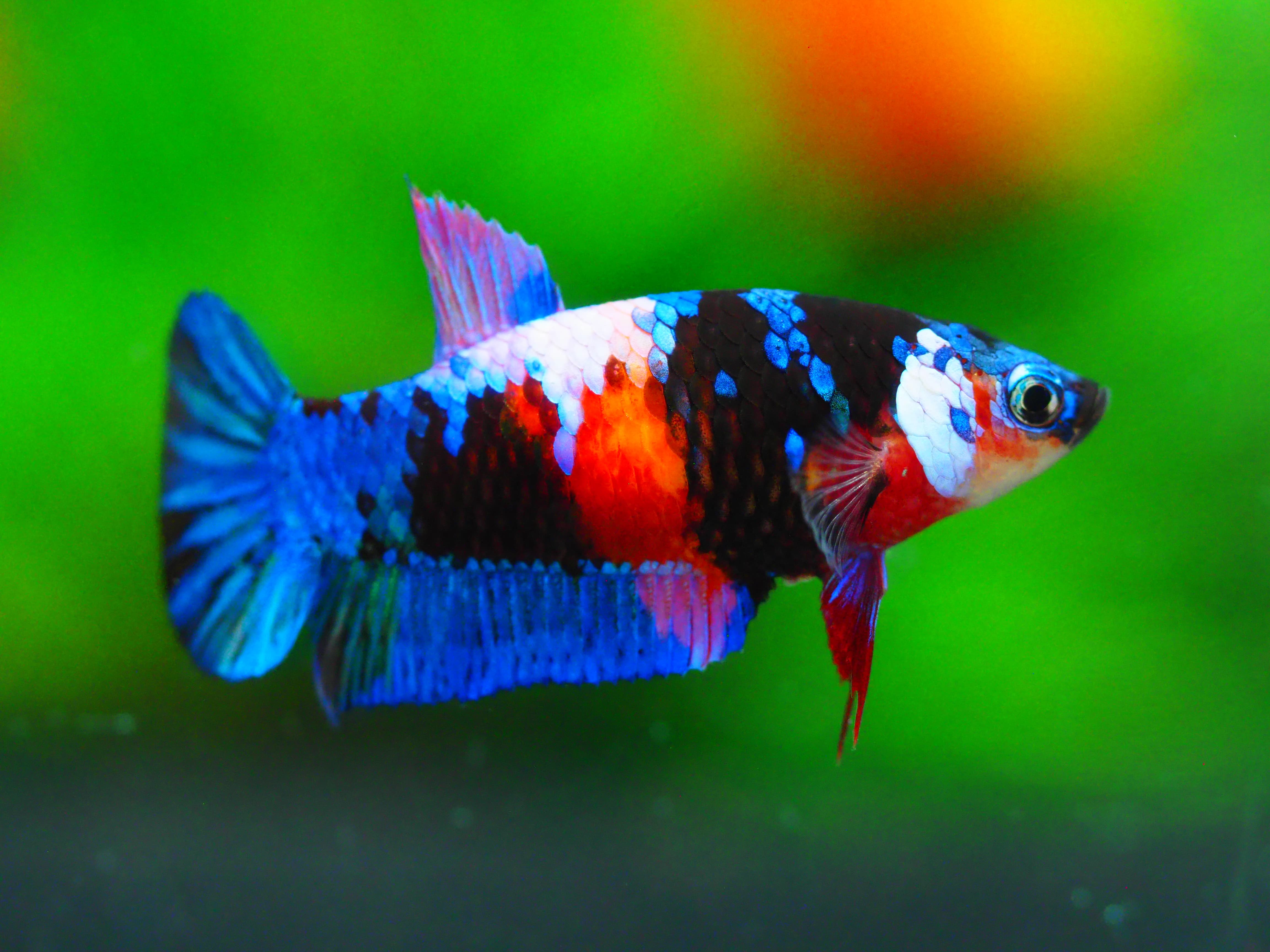 HMPK KOI GALAXY FN MALE GRADE A +++