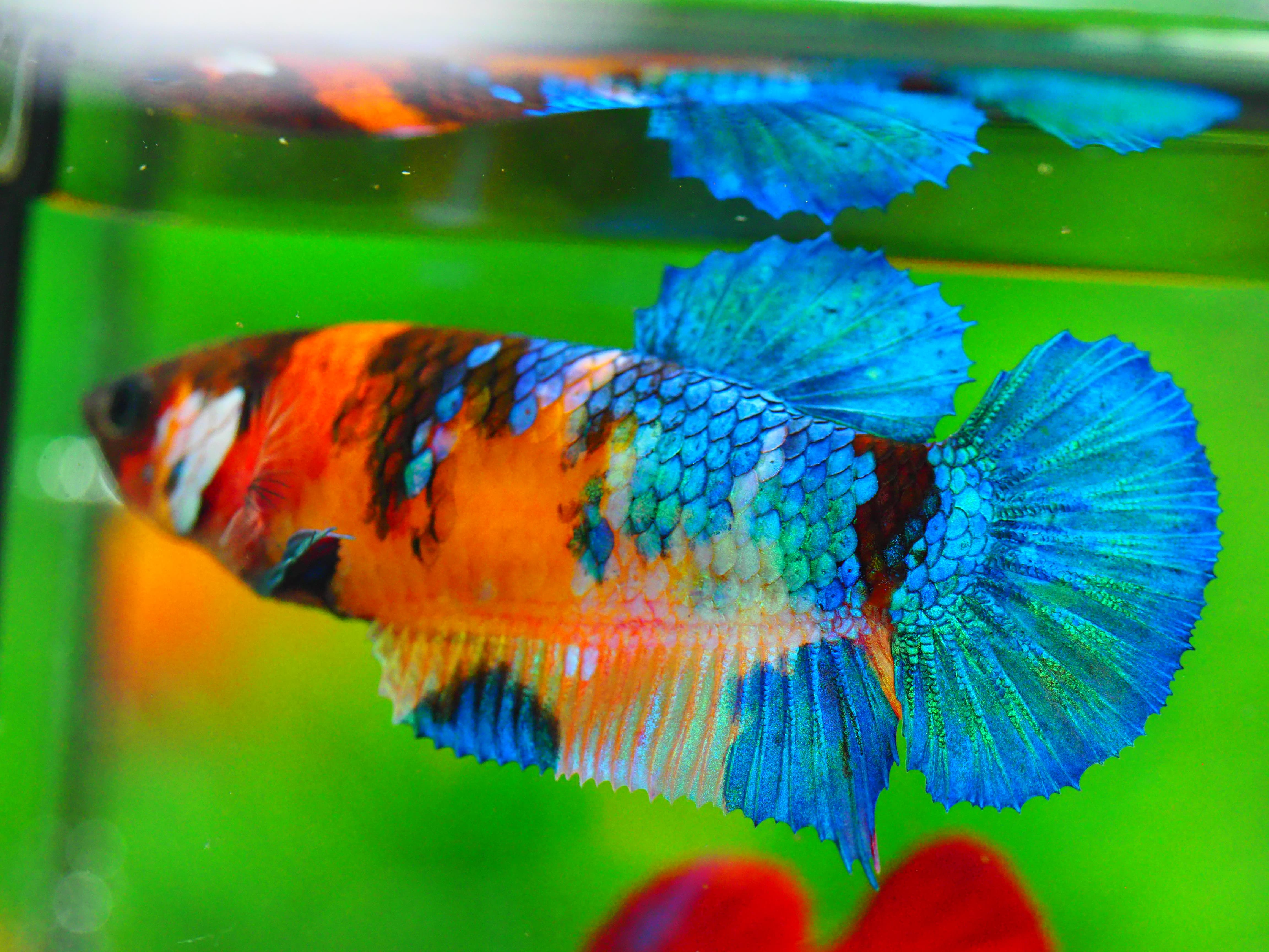 HMPK NEMO GALAXY FNMALE GRADE A +++