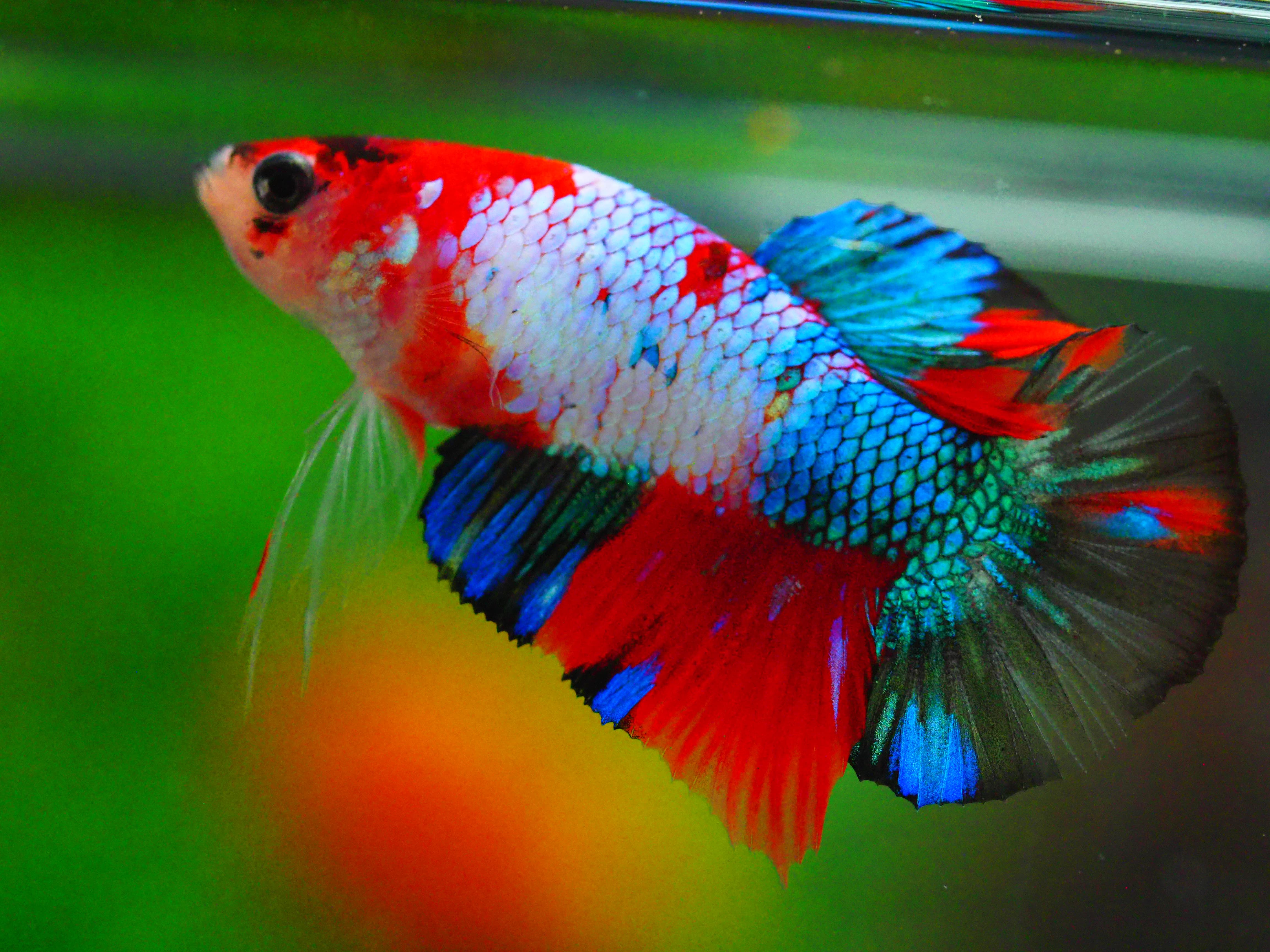 HMPKKOI GALAXY MALE GRADE A +++