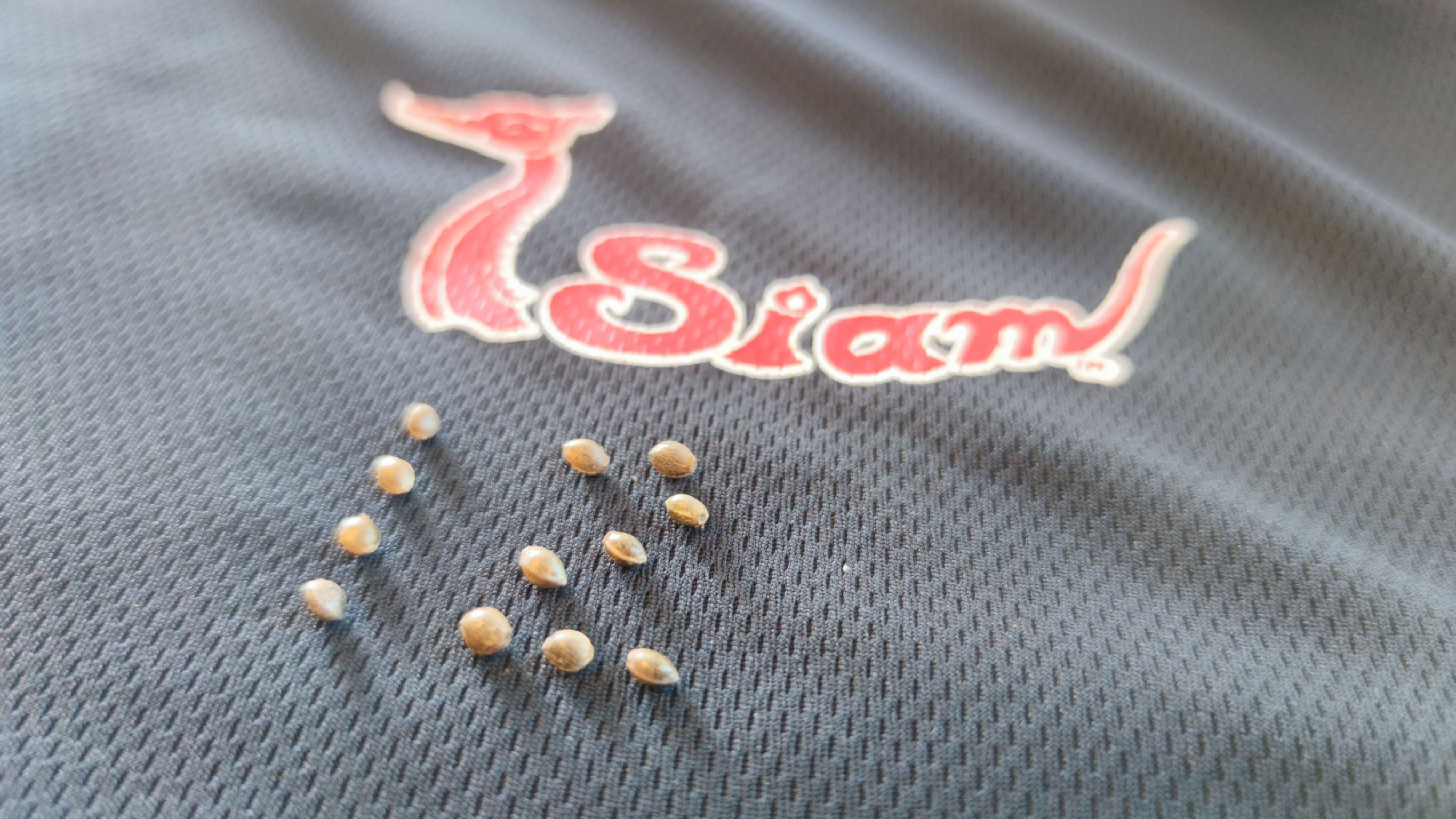 เมล็ดกัญชา หางกระรอกภูพาน พันธุ์แท้ ออแกนิค ไอสยาม !โปรดระวังของปลอม!