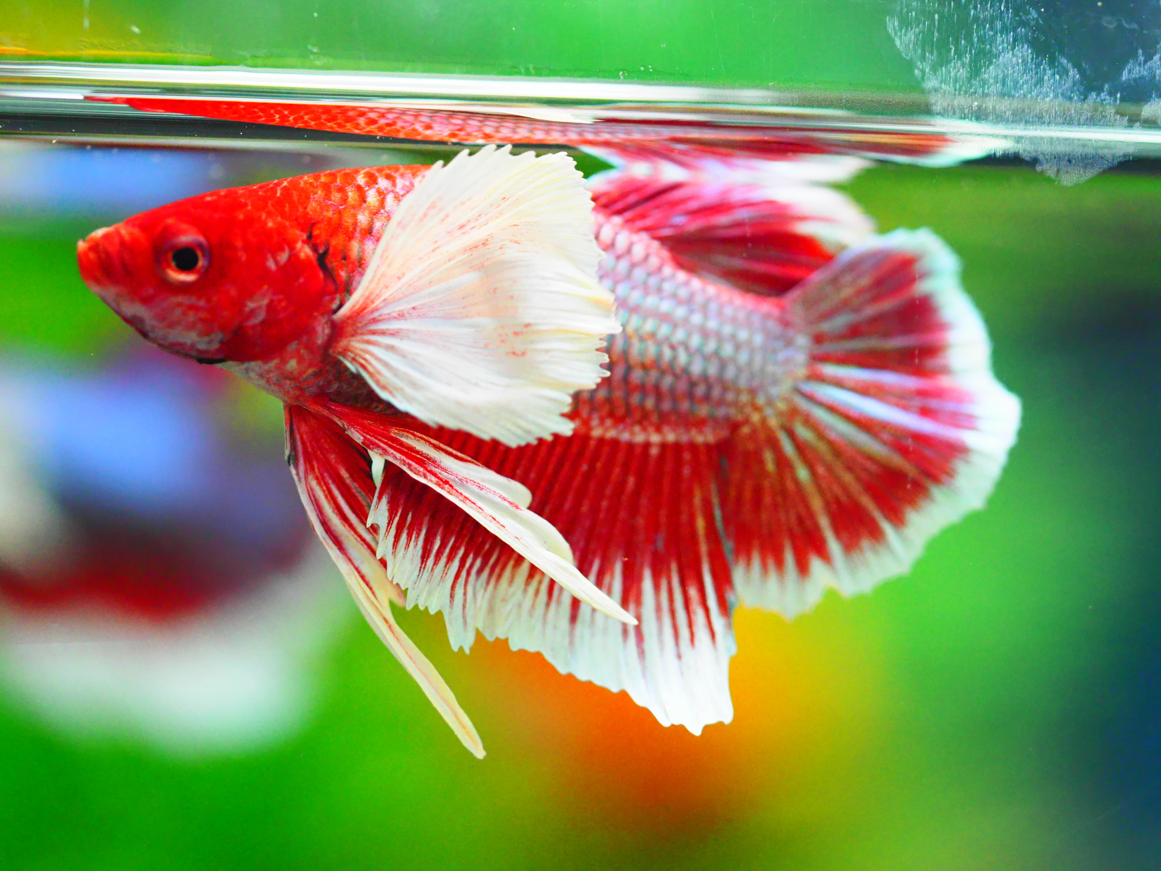 HMPK DUMBO MALE GRADE A +++