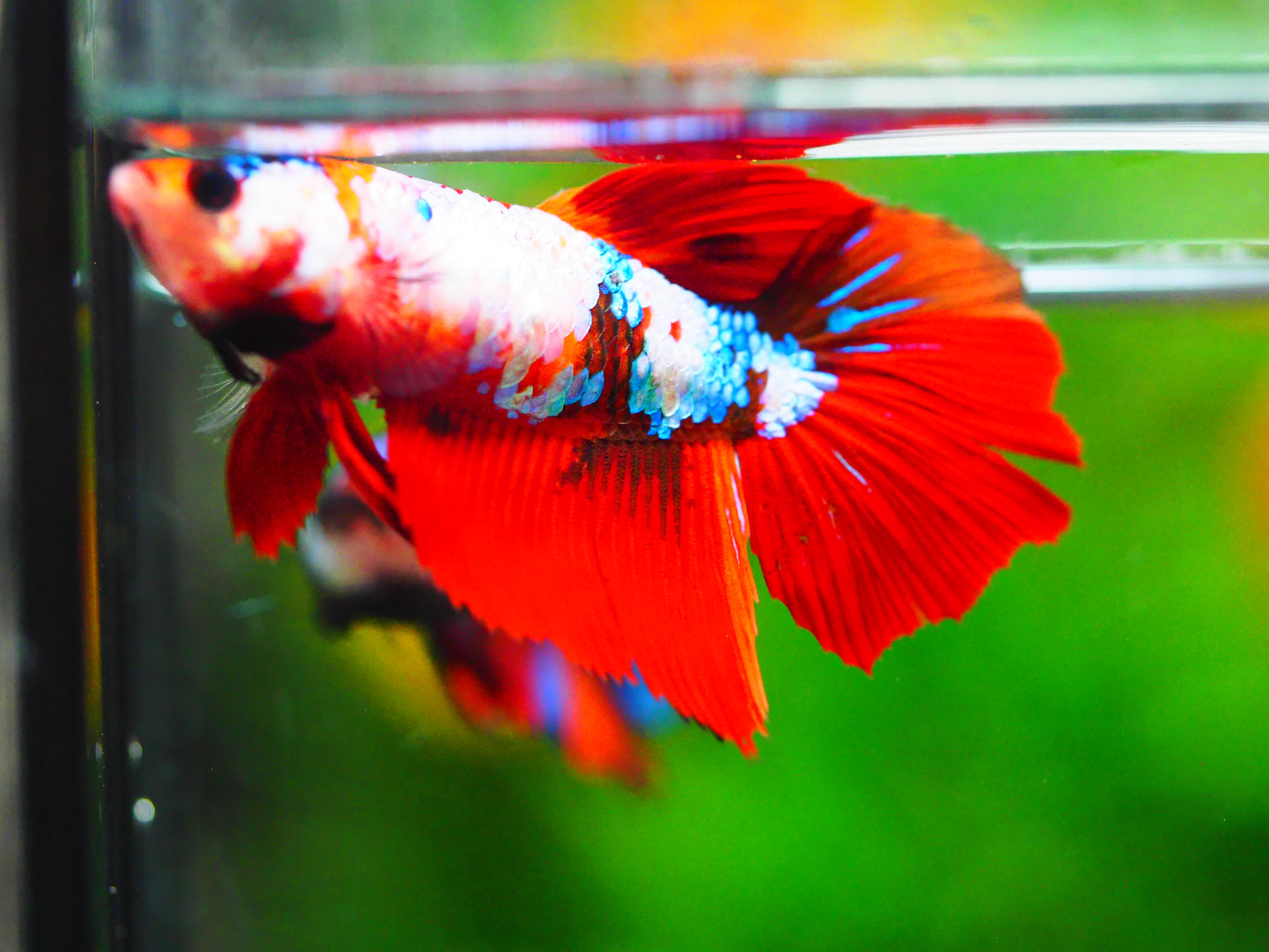 HM NEMO GALAXY FNMALE GRADE A +++