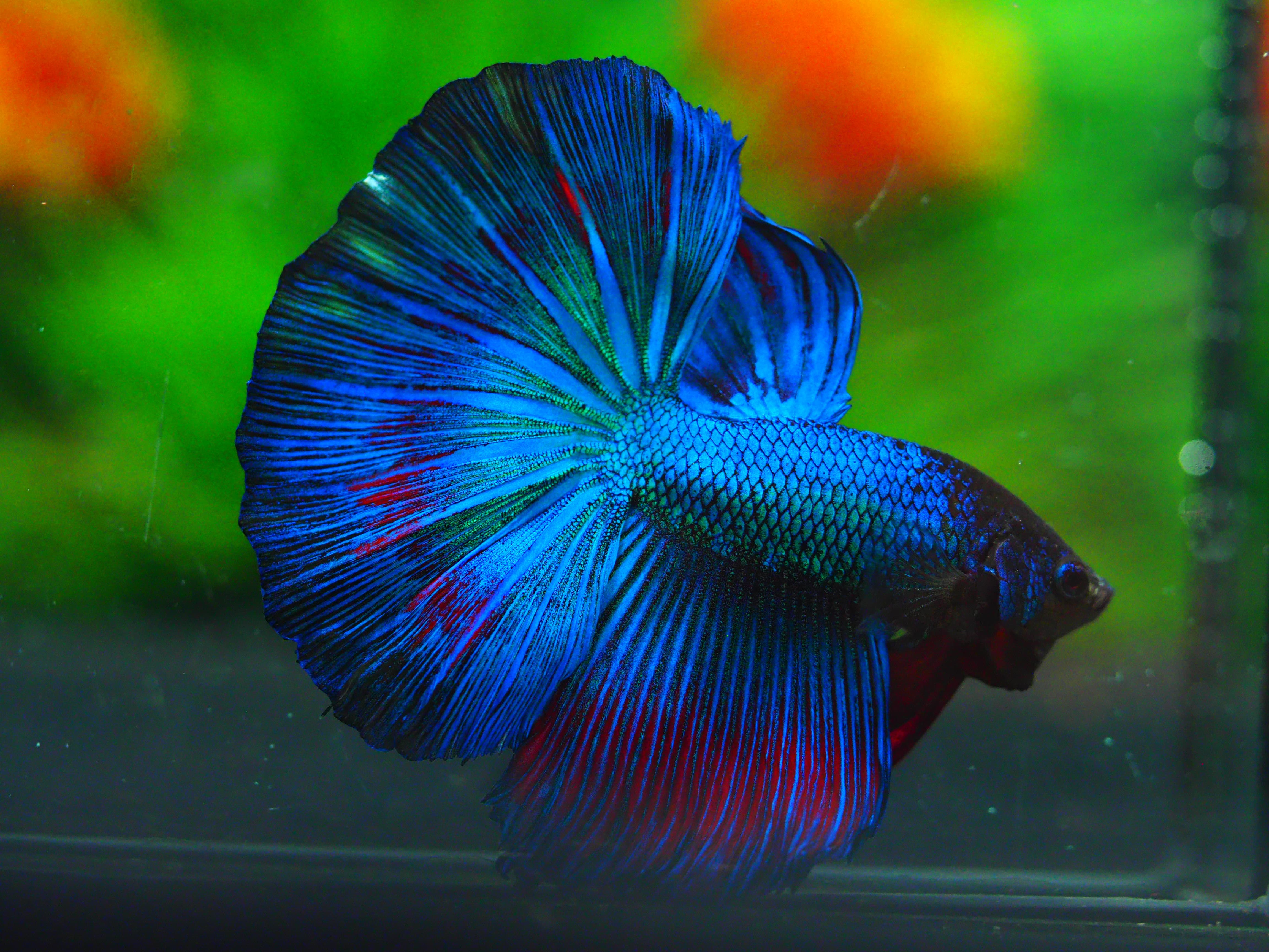 HM FANCY MALE GRADE A +++