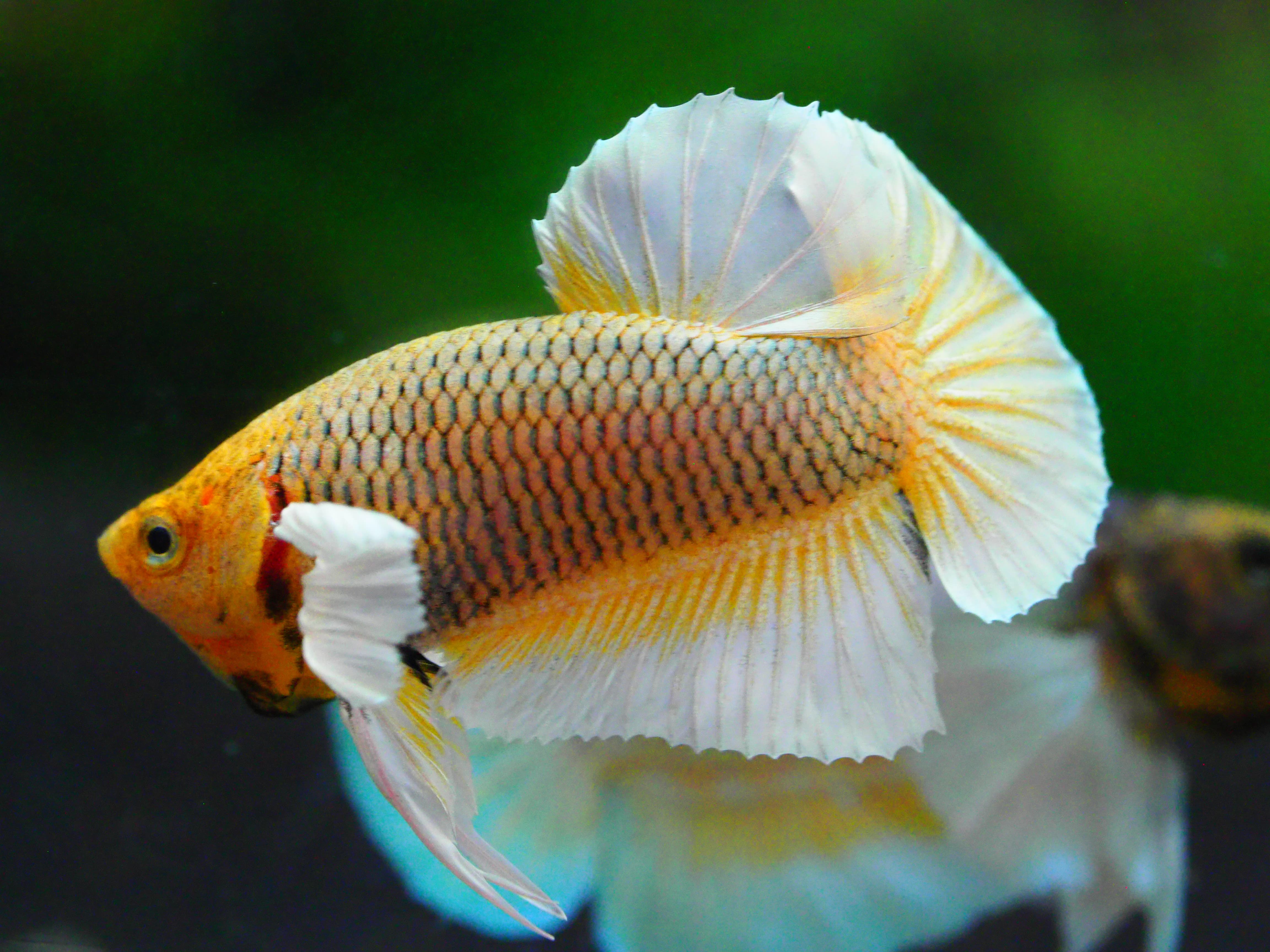 HMPK DUMBO MALE GRADE A +++