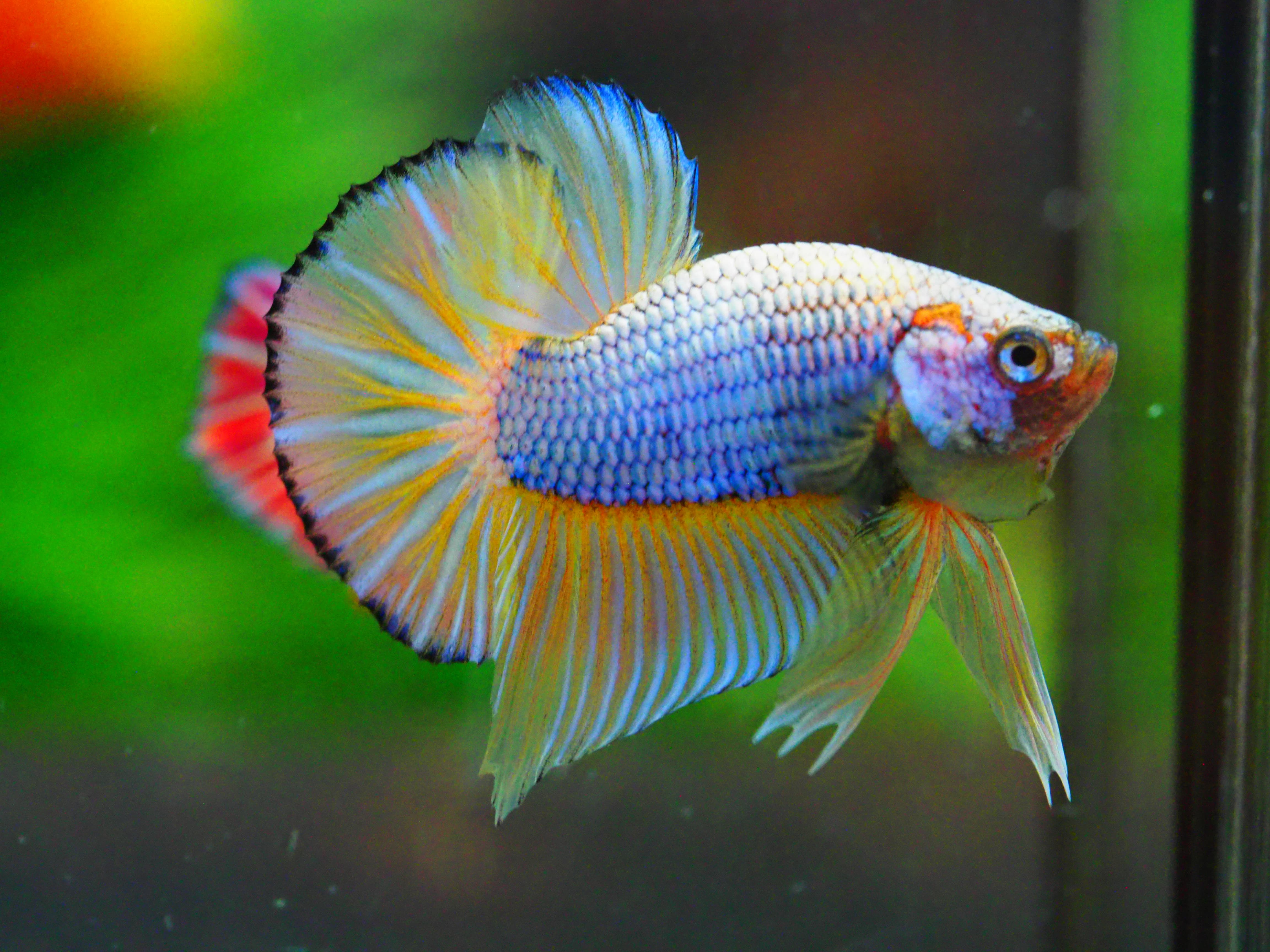 HMPK FANCY MALE GRADE A +++