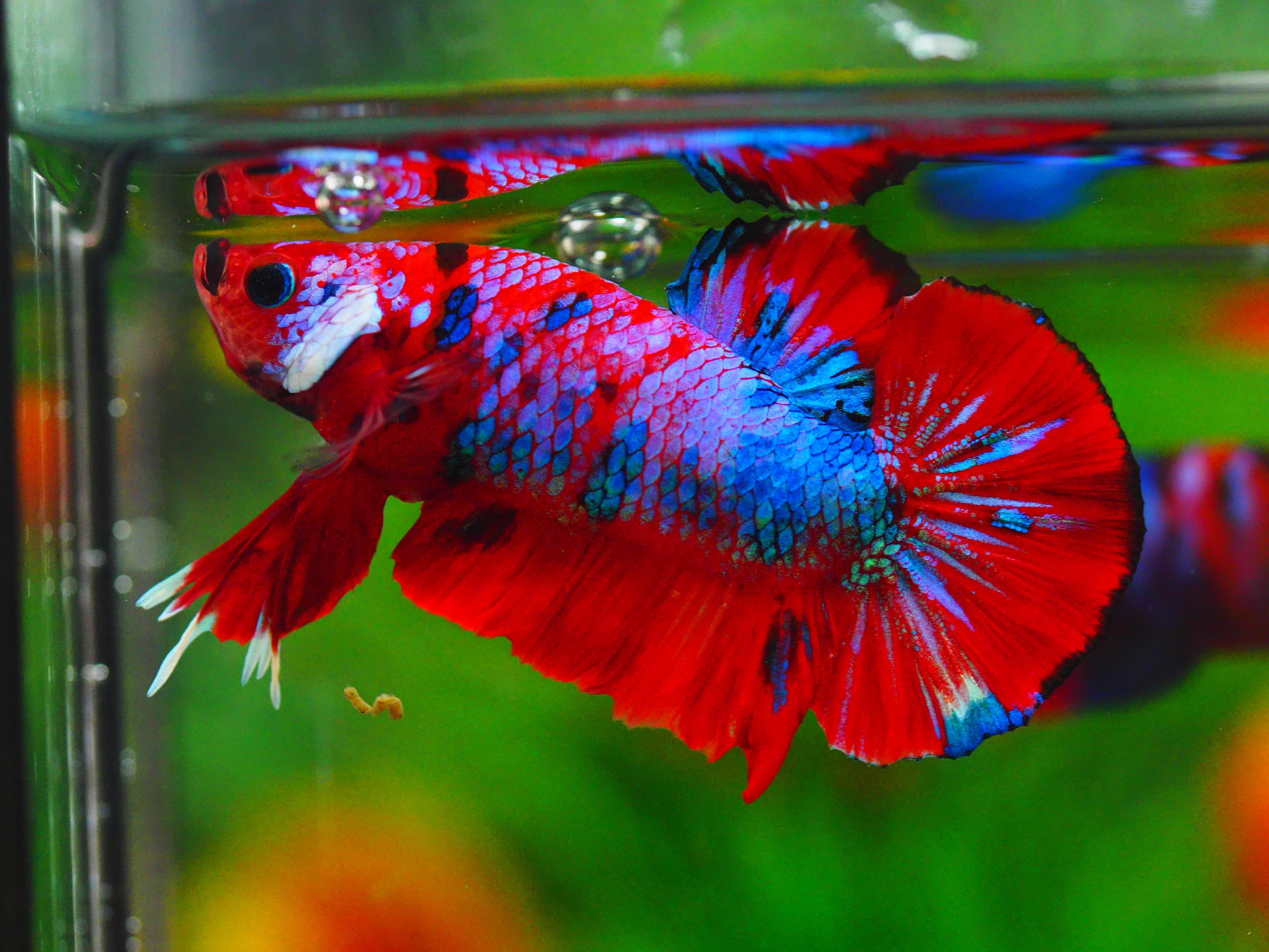 HMPK KOI GALAXY MALE GRADE A++
