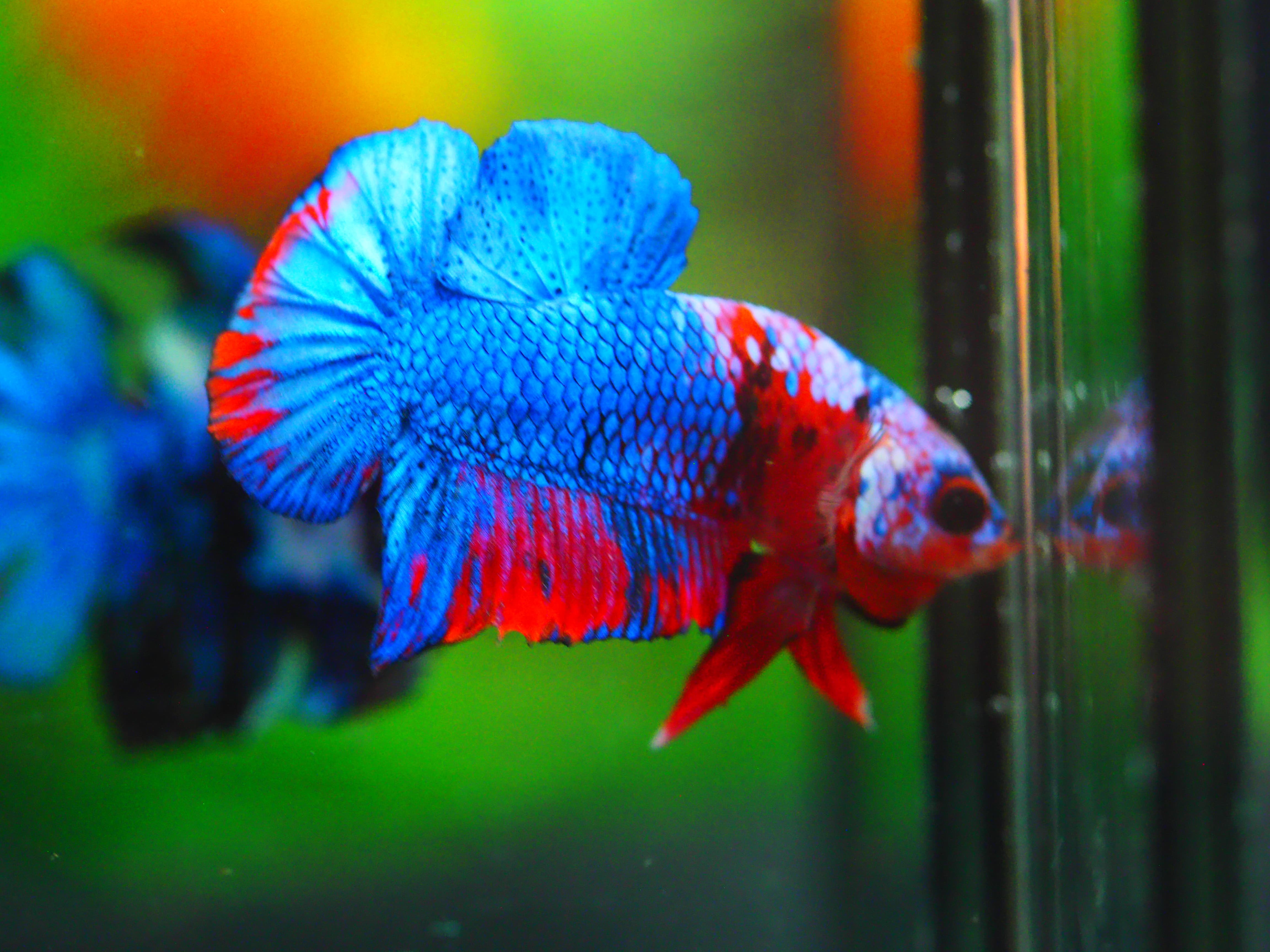 HMPK KOI GALAXY MALE GRADE A +++