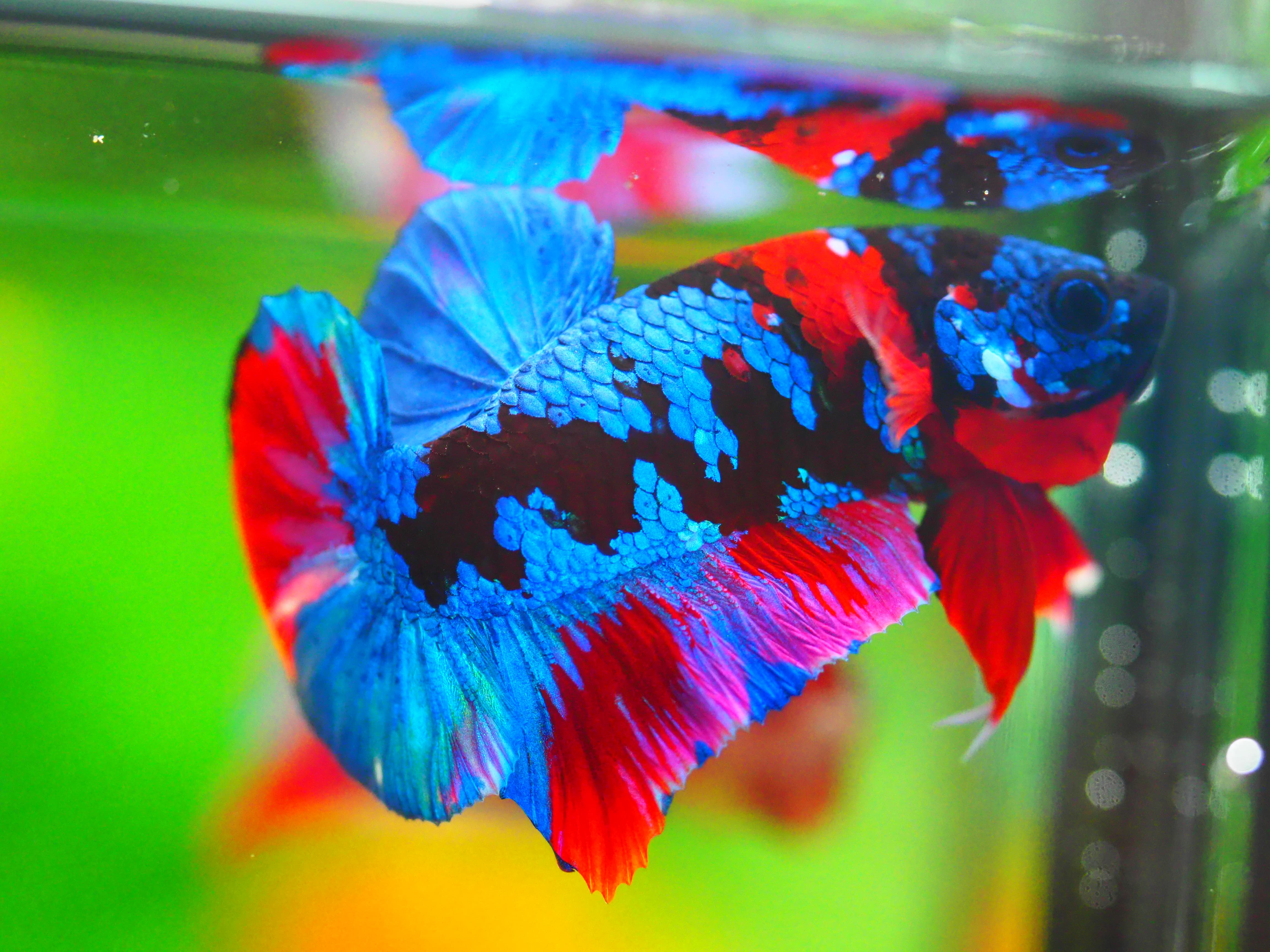 HMPK KOI GALAXY MALE GRADE A +++