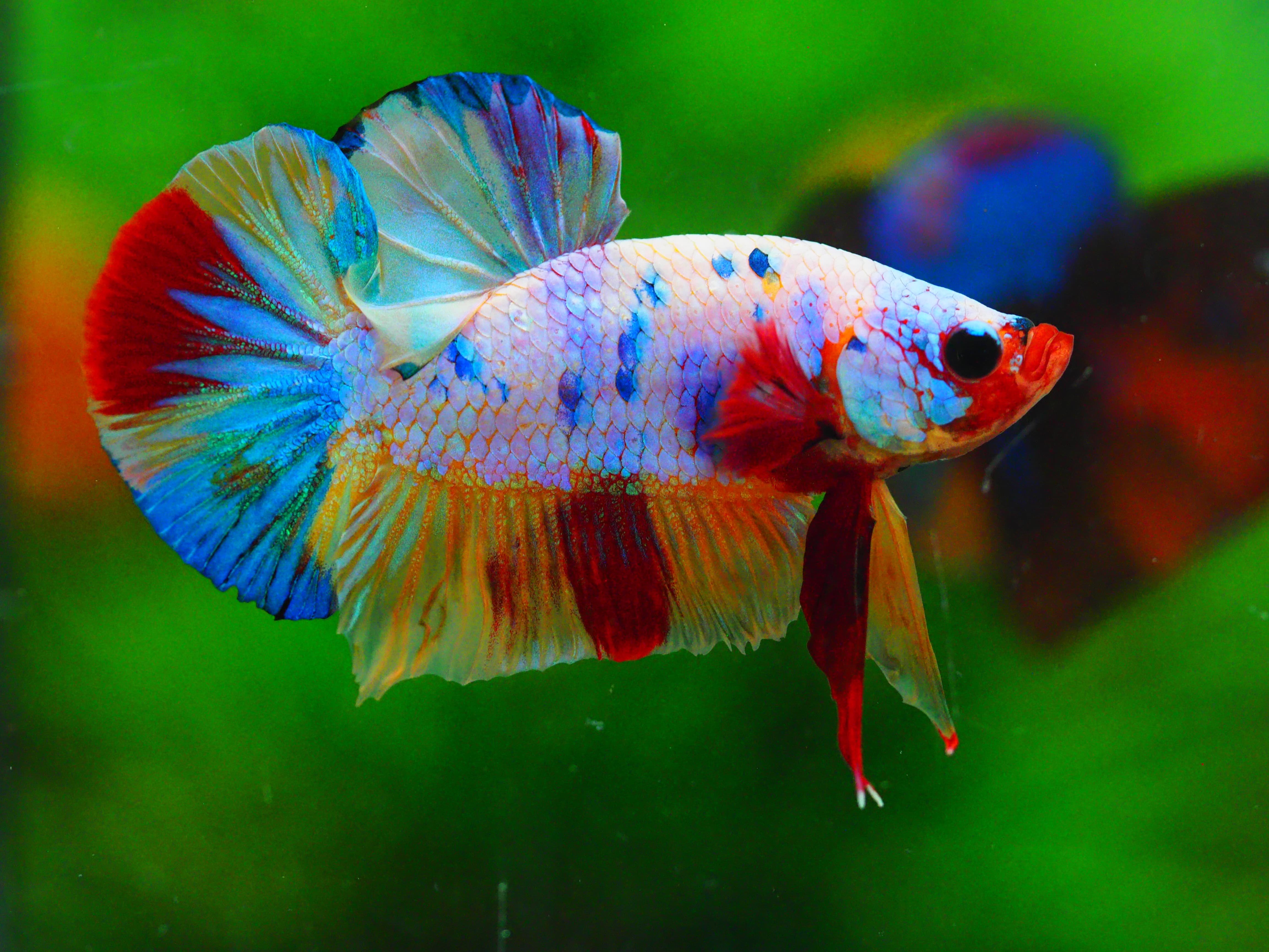 HMPK CANDY MALE GRADE A +++