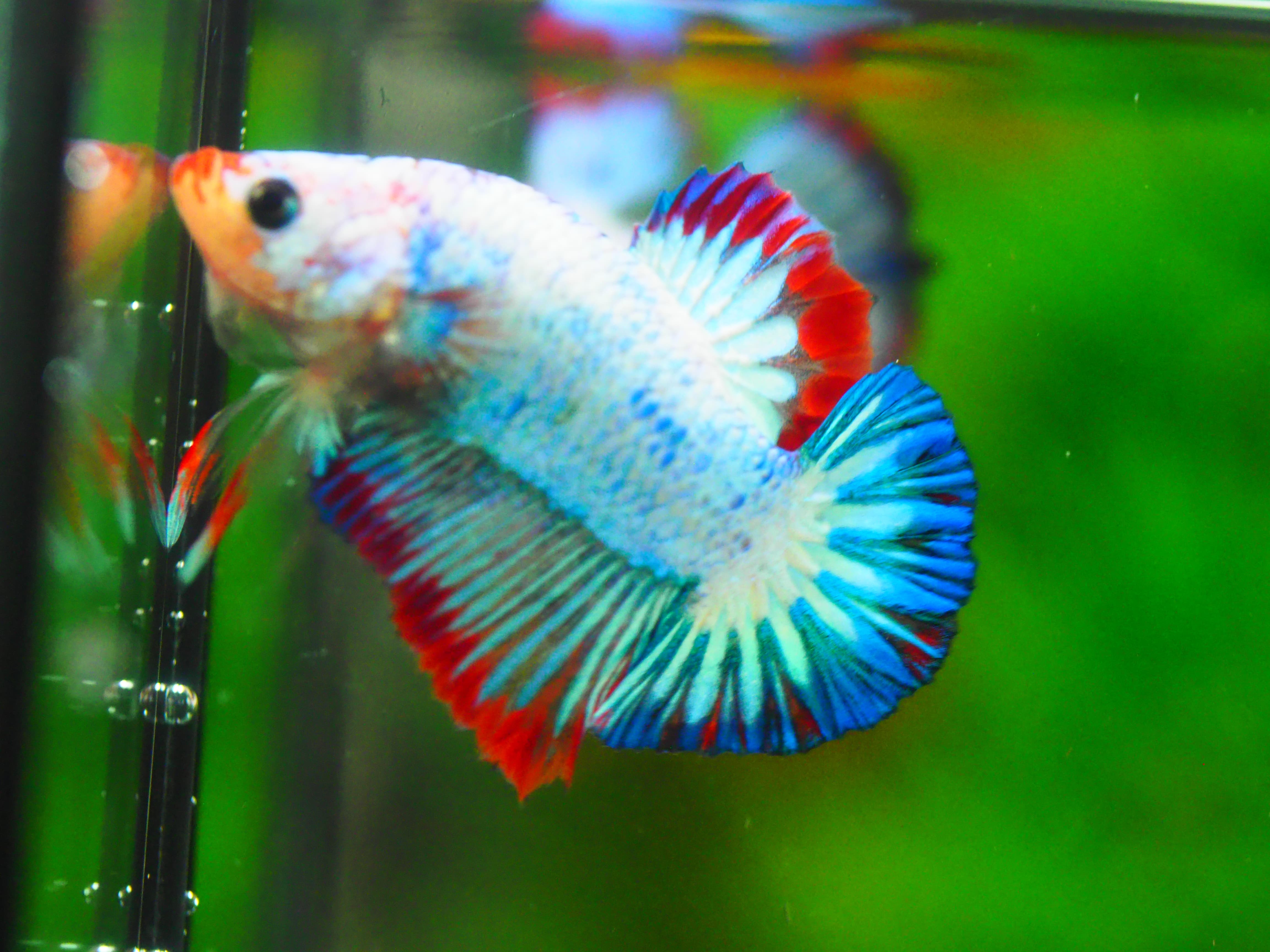 HMPK FANCY MALE GRADE A +++