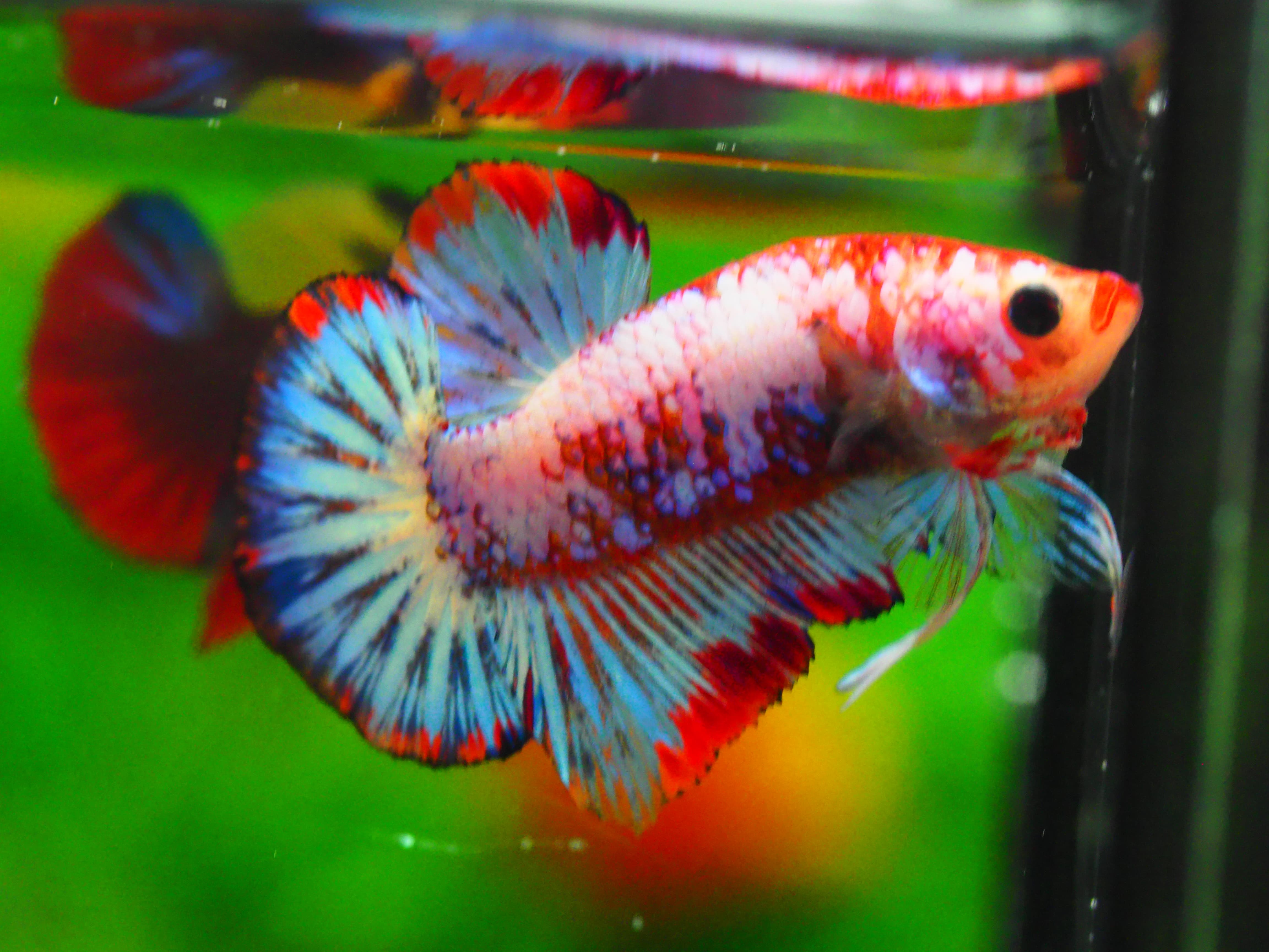 HMPK FANCY MALE GRADE A +++