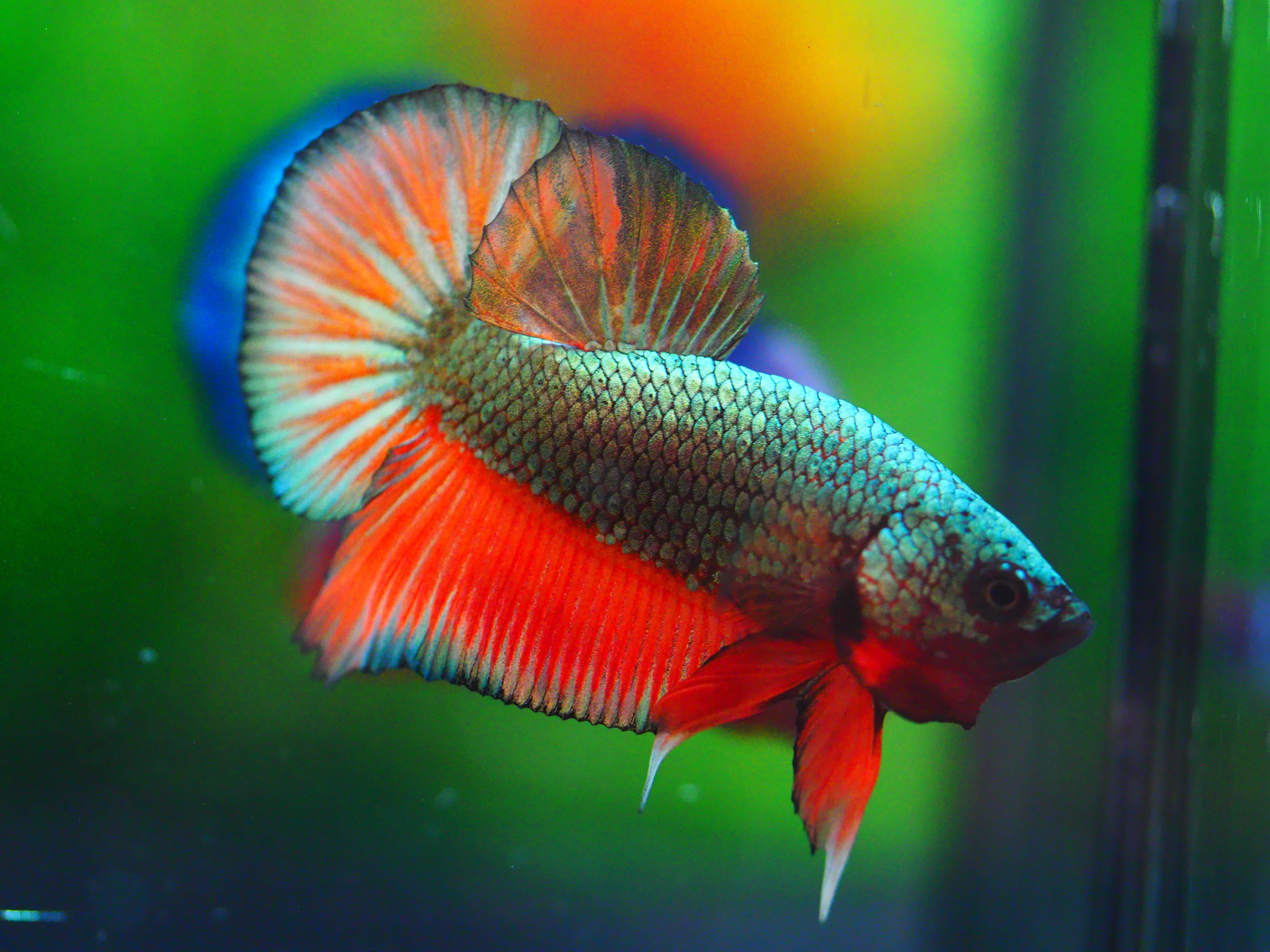 HMPK COPPER FANCY MALE GRADE A +++