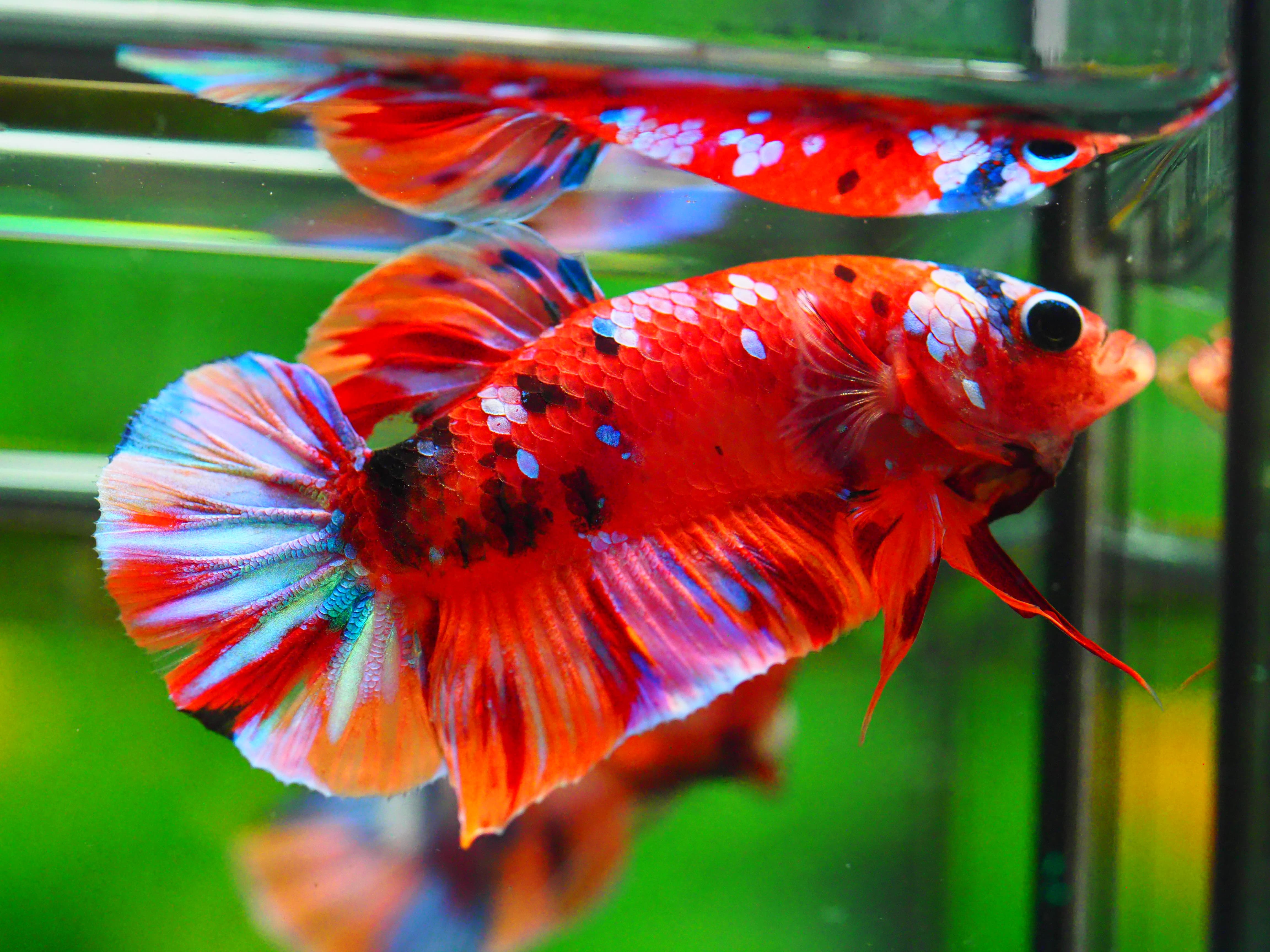 HMPK NONE GALAXY MALE GRADE A +++