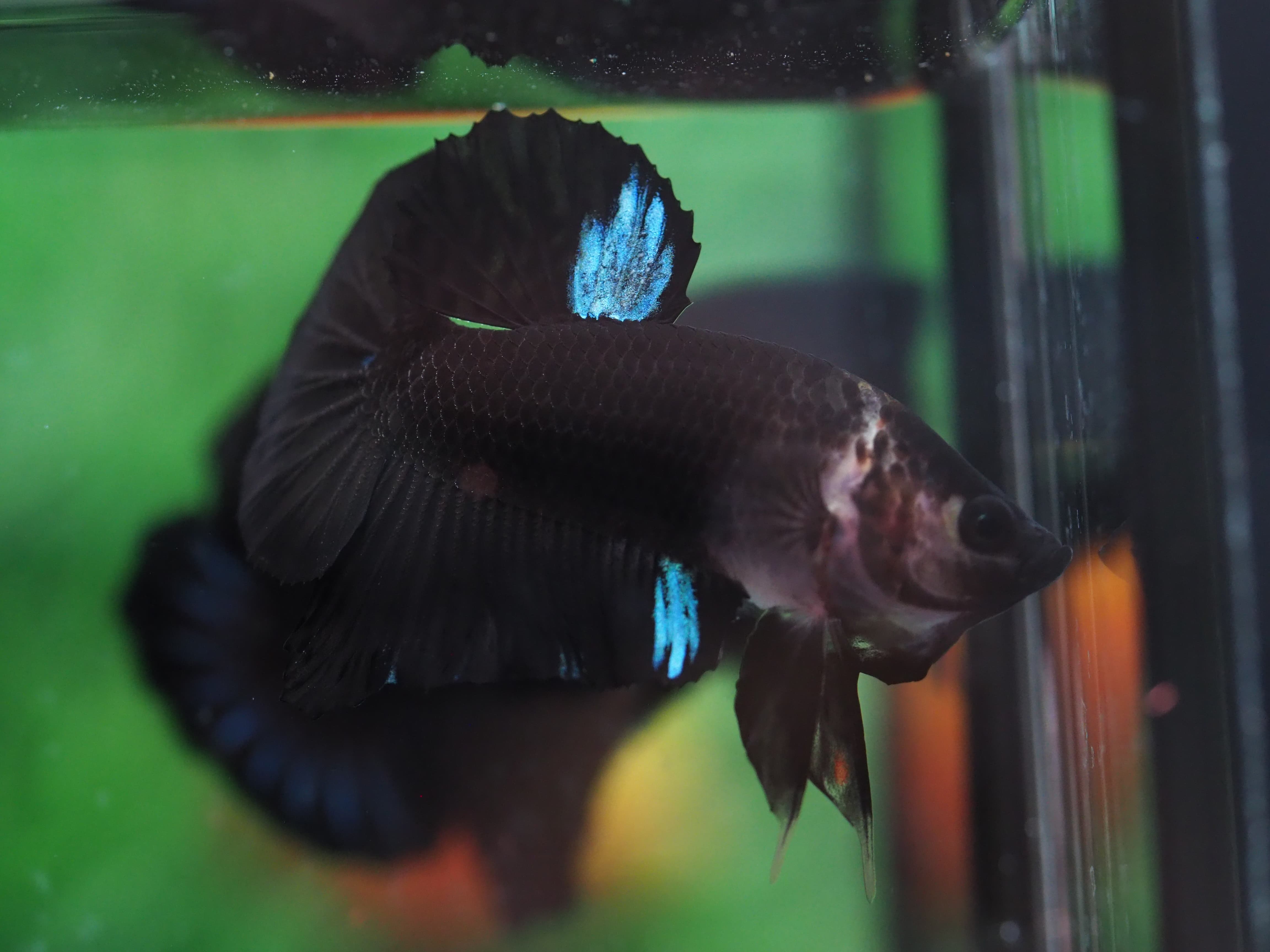 HMPK KOI MALE GRADE A+