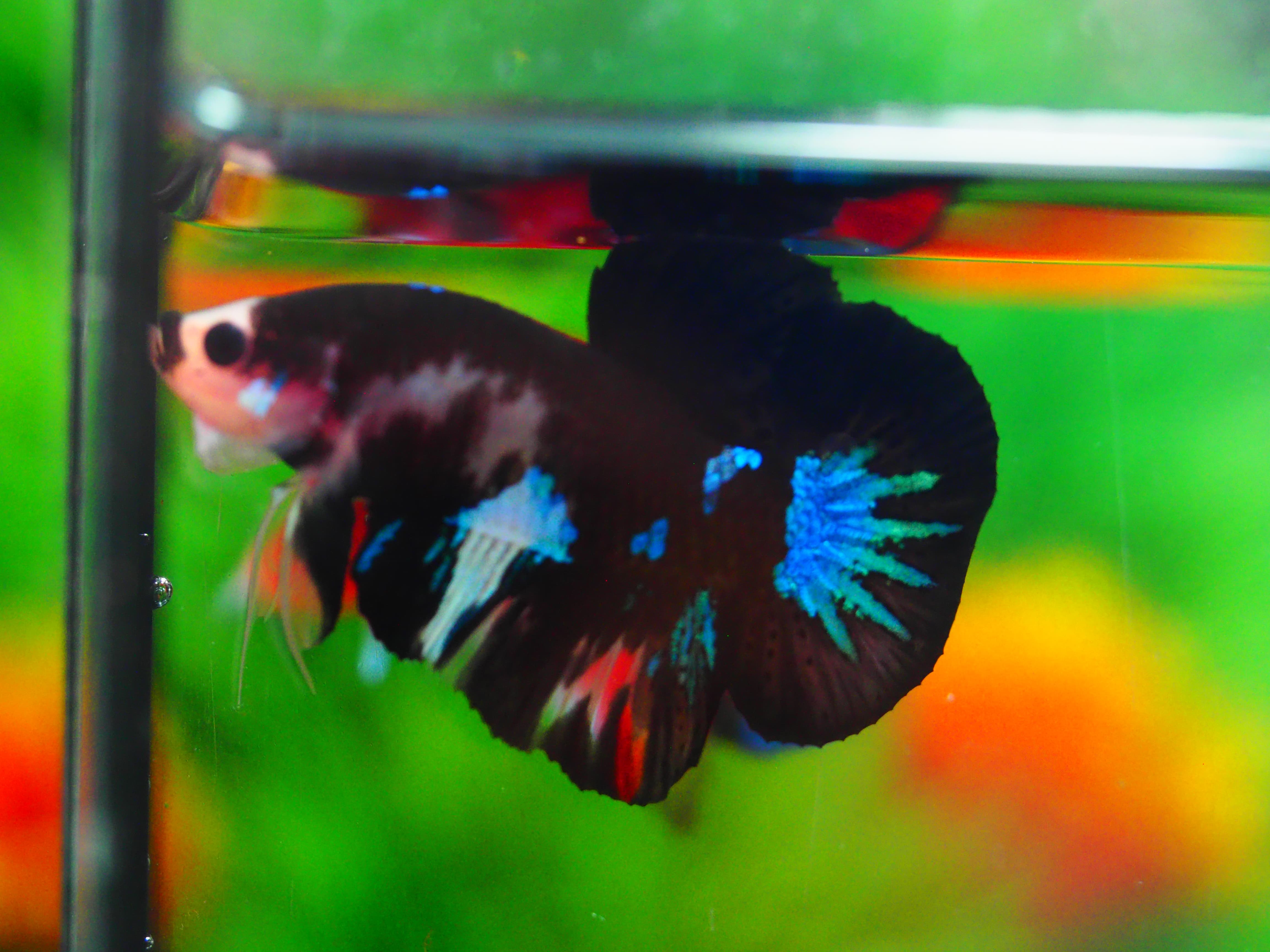 HMPK KOI GALAXY MALE GRADE A+++