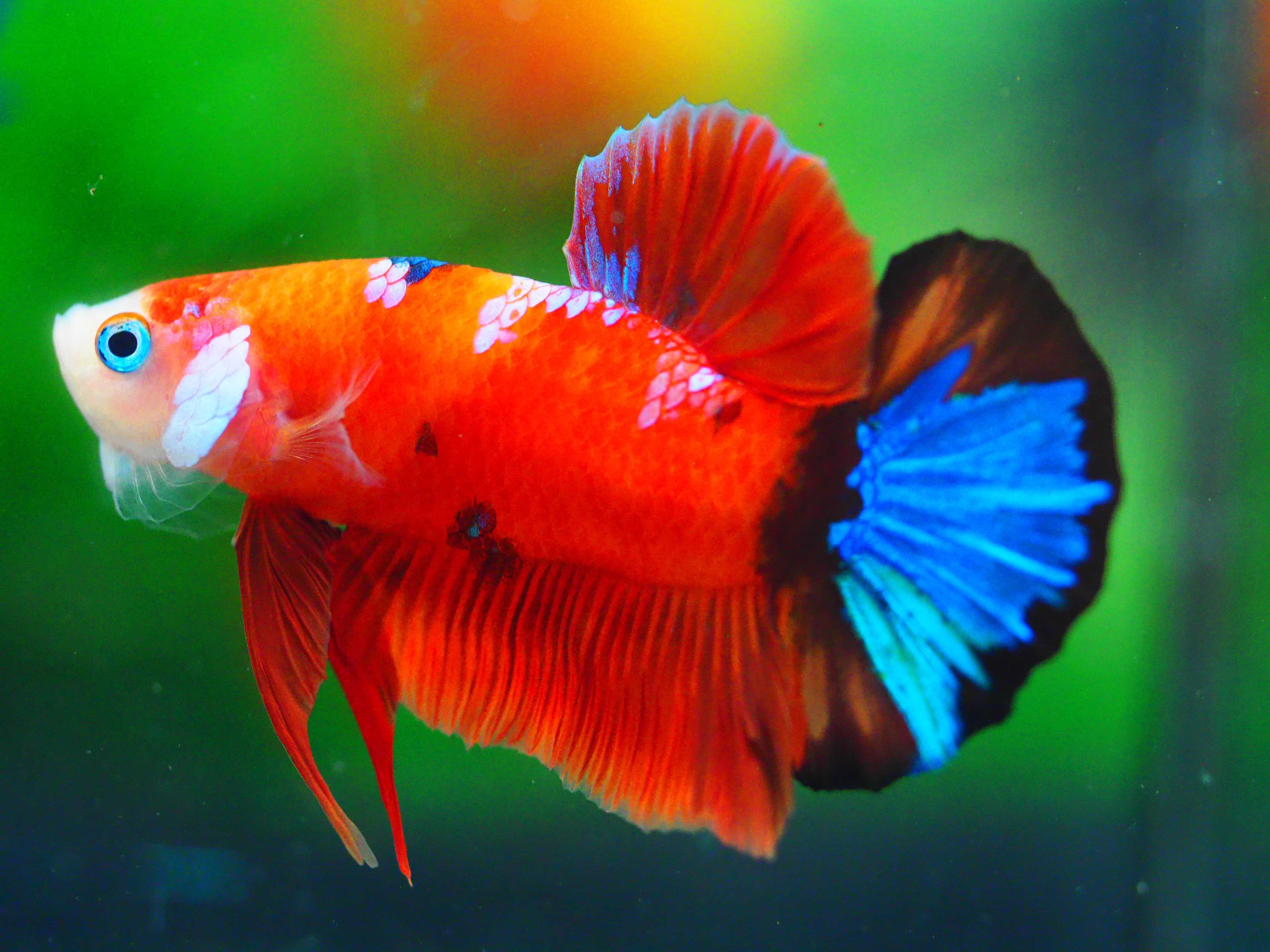 HMPK NEMO GALAXY MALE GRADE A +++